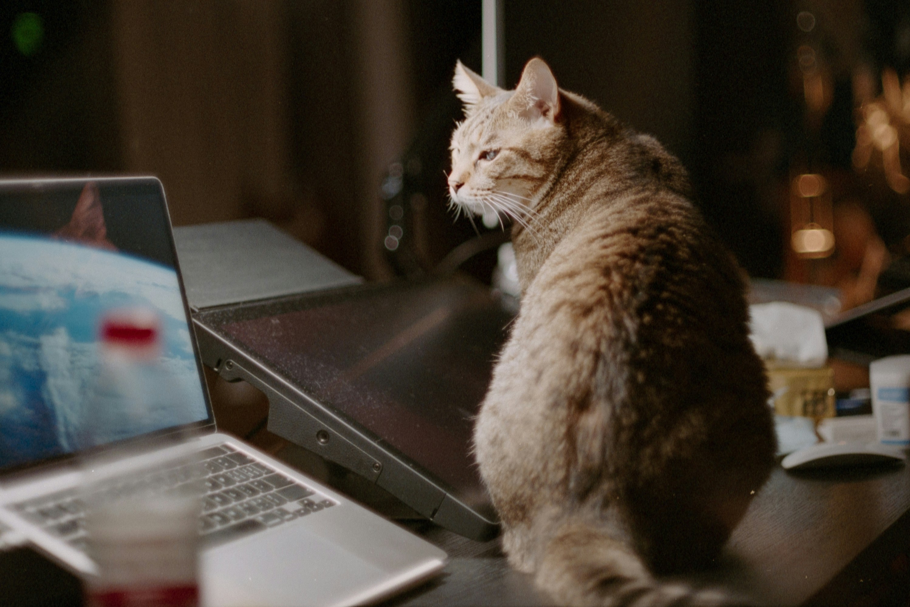 Dragon Li: China's Ancient Warrior Cat (image credits: unsplash)