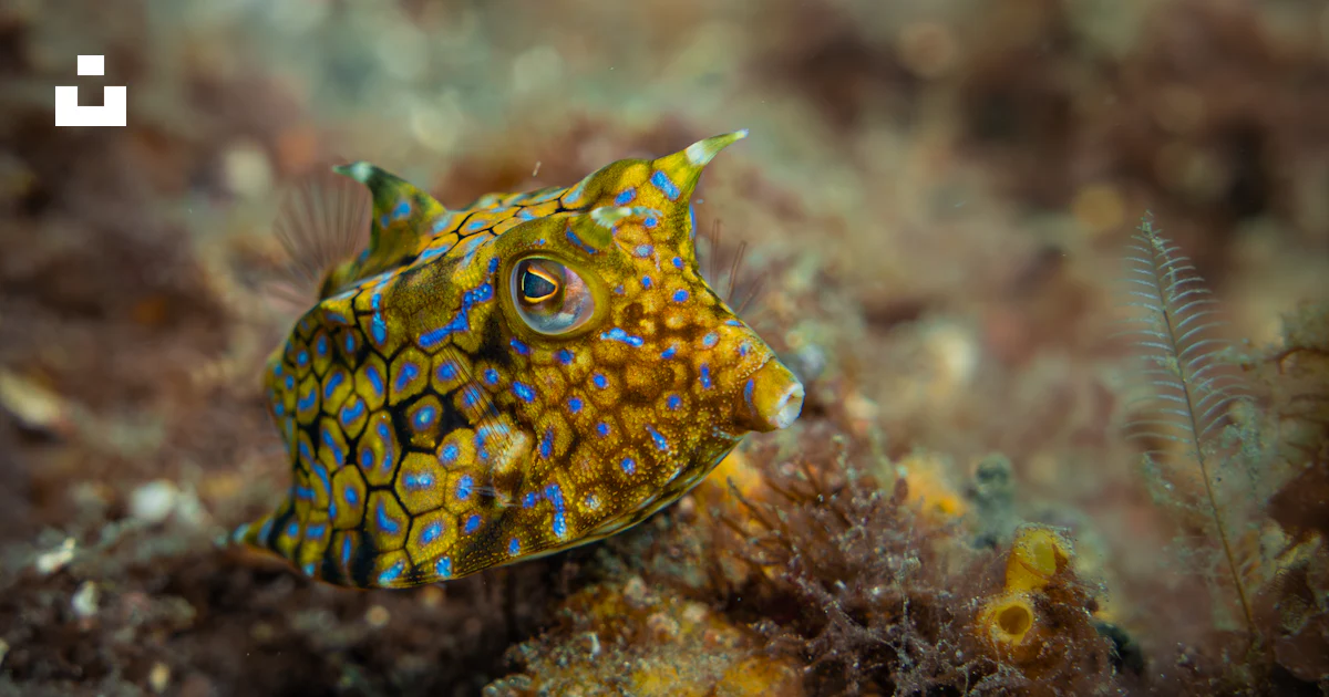 A yellow and black fish sitting on top of a sandy ground photo – Free ...