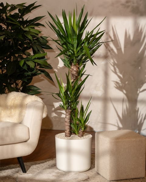 Yucca
