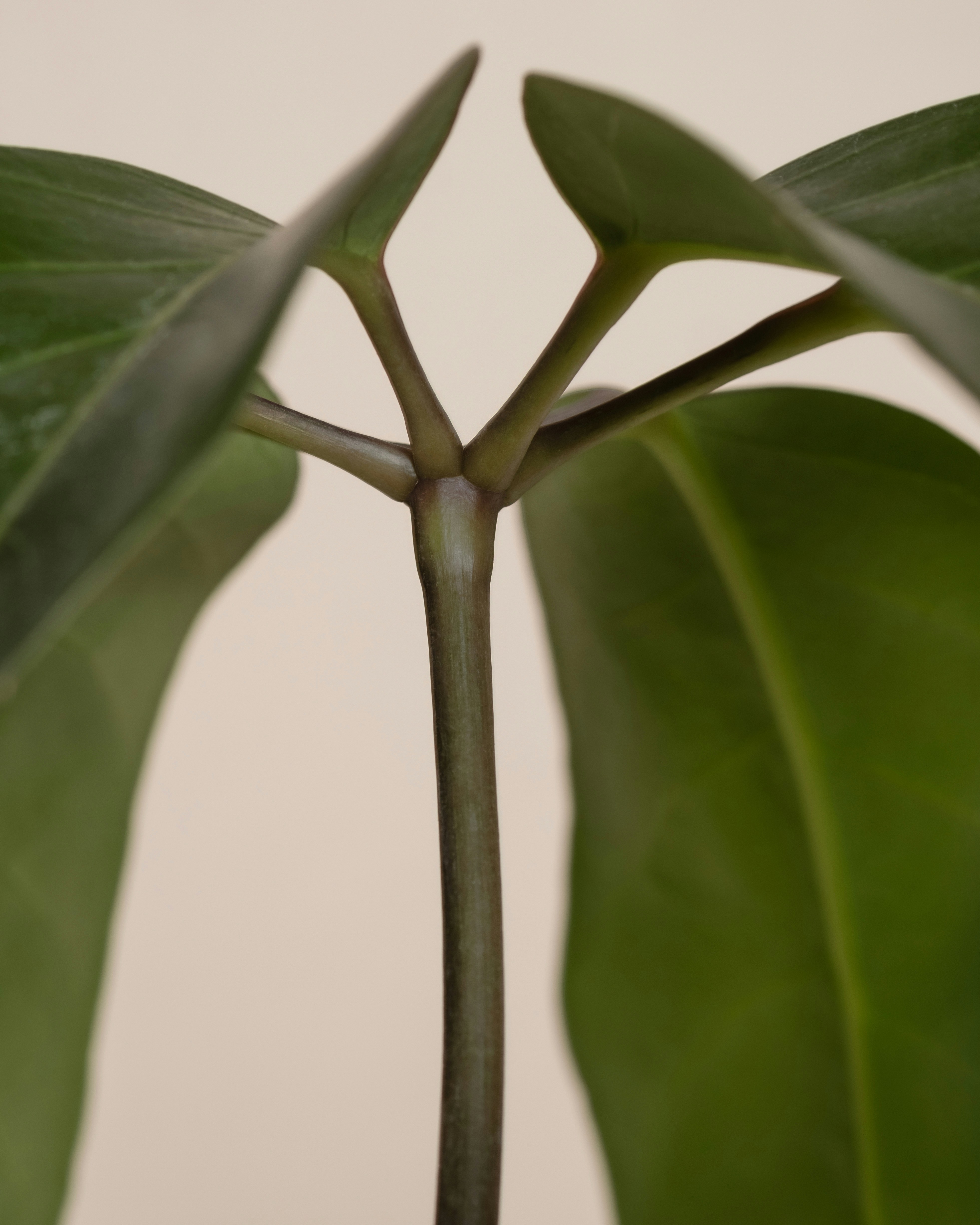 A close up of a plant with green leaves
