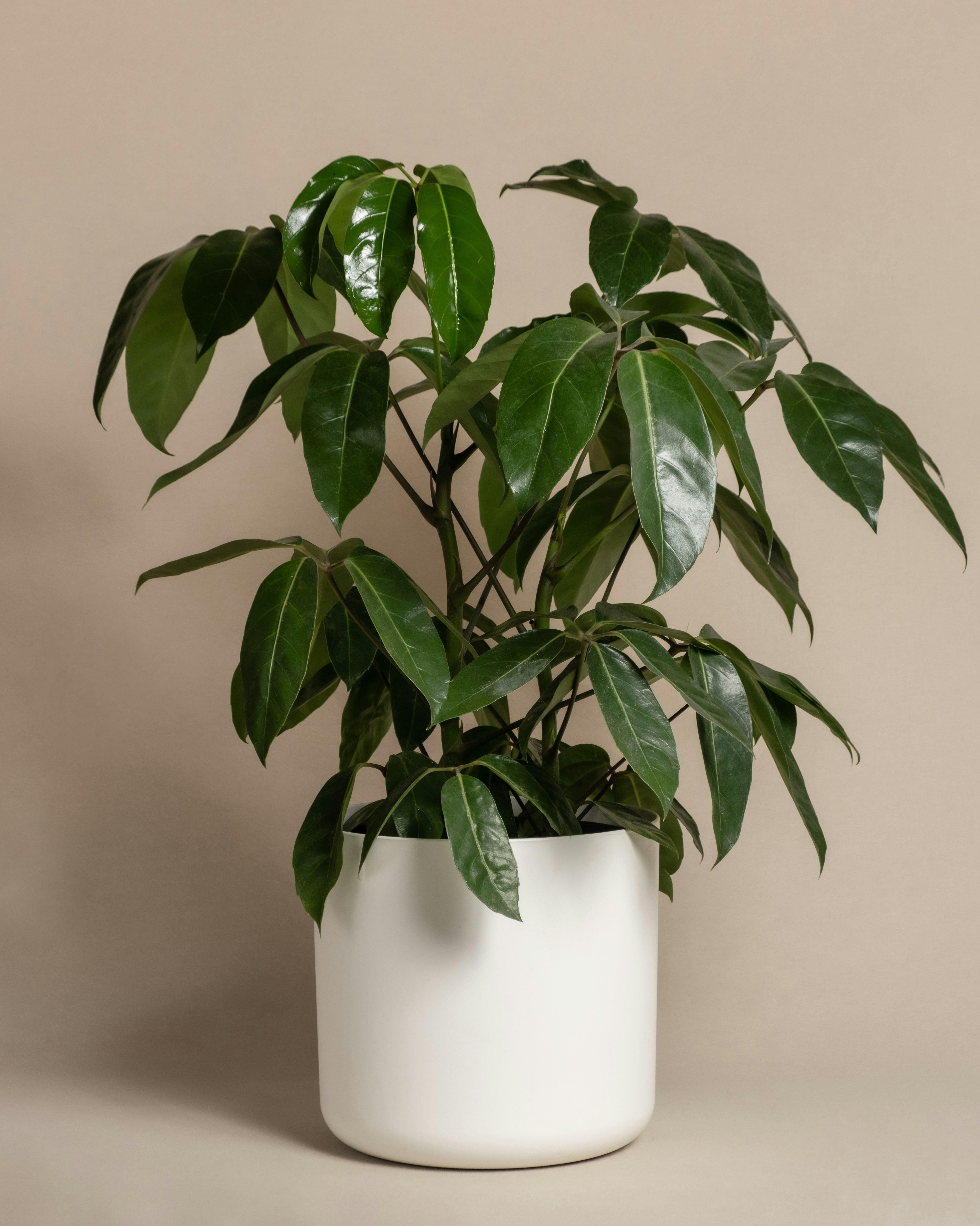 A potted plant sitting on top of a table