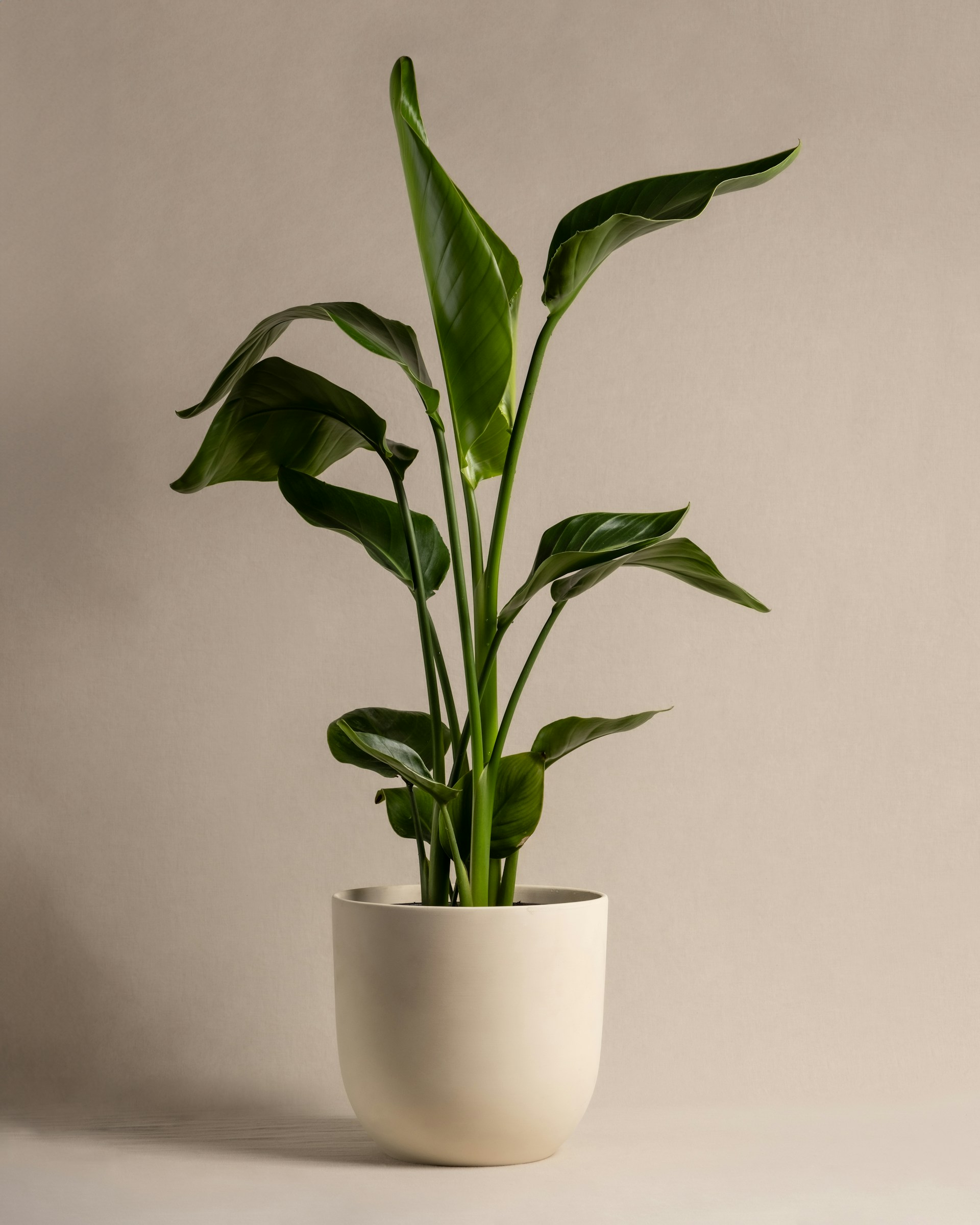 A potted plant sitting on top of a table