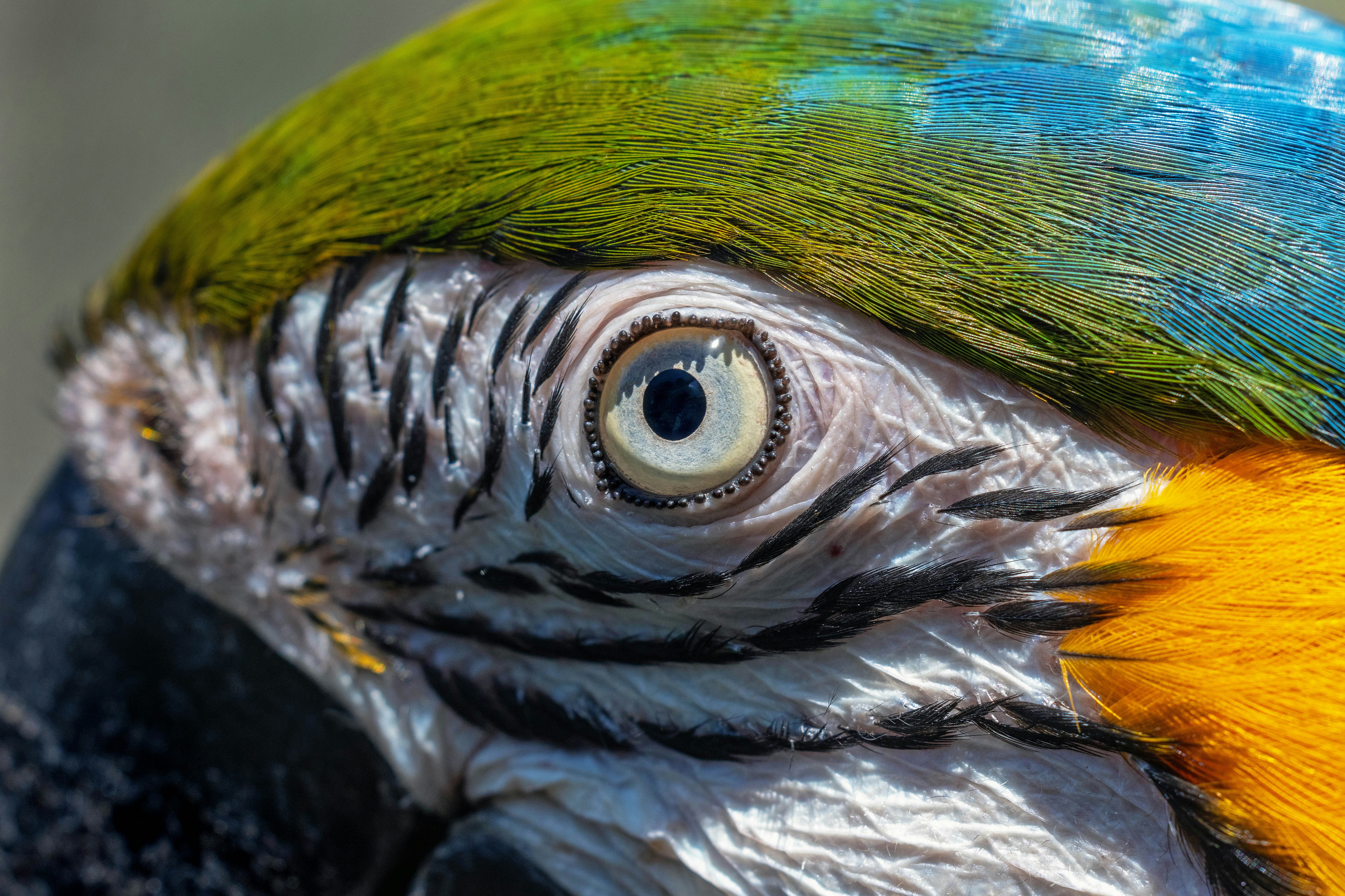 A close up of a colorful parrot's face