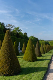 A long row of trees in the middle of a park