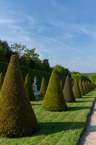 A long row of trees in the middle of a park