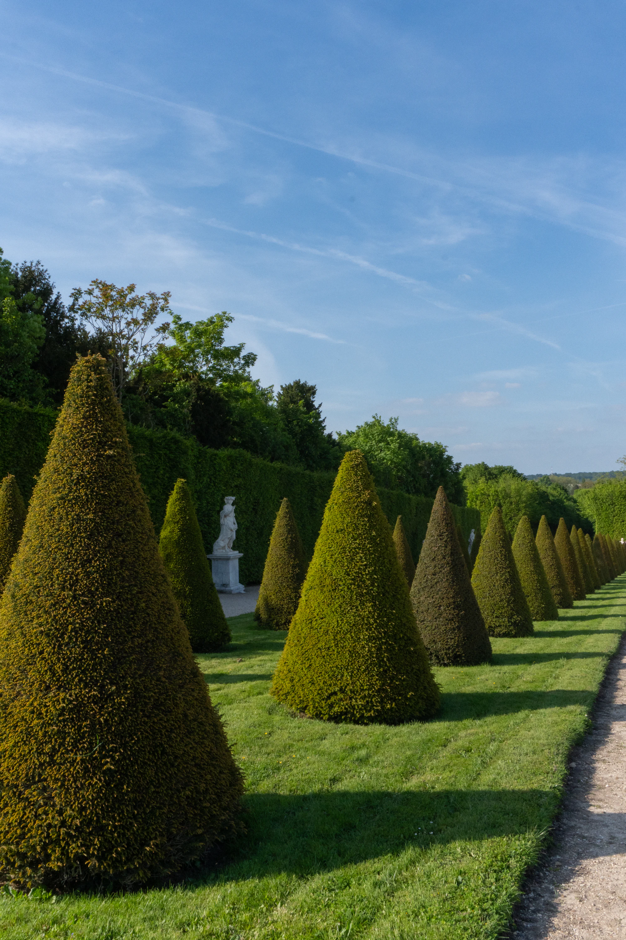 Longue allée d'arbres alignés dans un parc