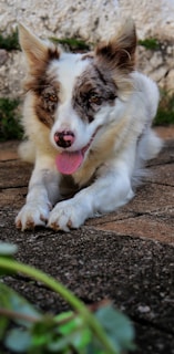 A brown and white dog laying on top of a sidewalk