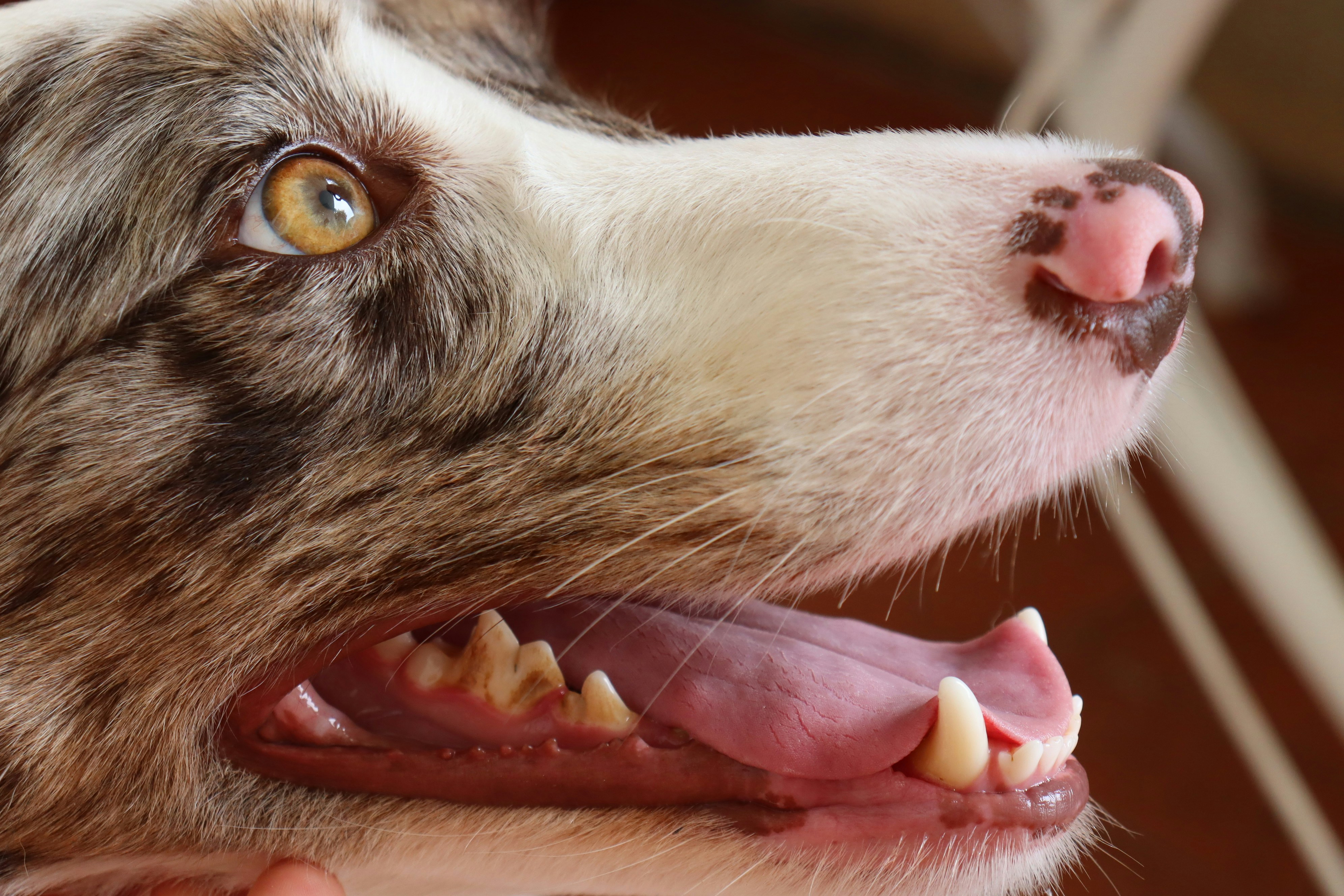 Close-up of dog teeth brushing