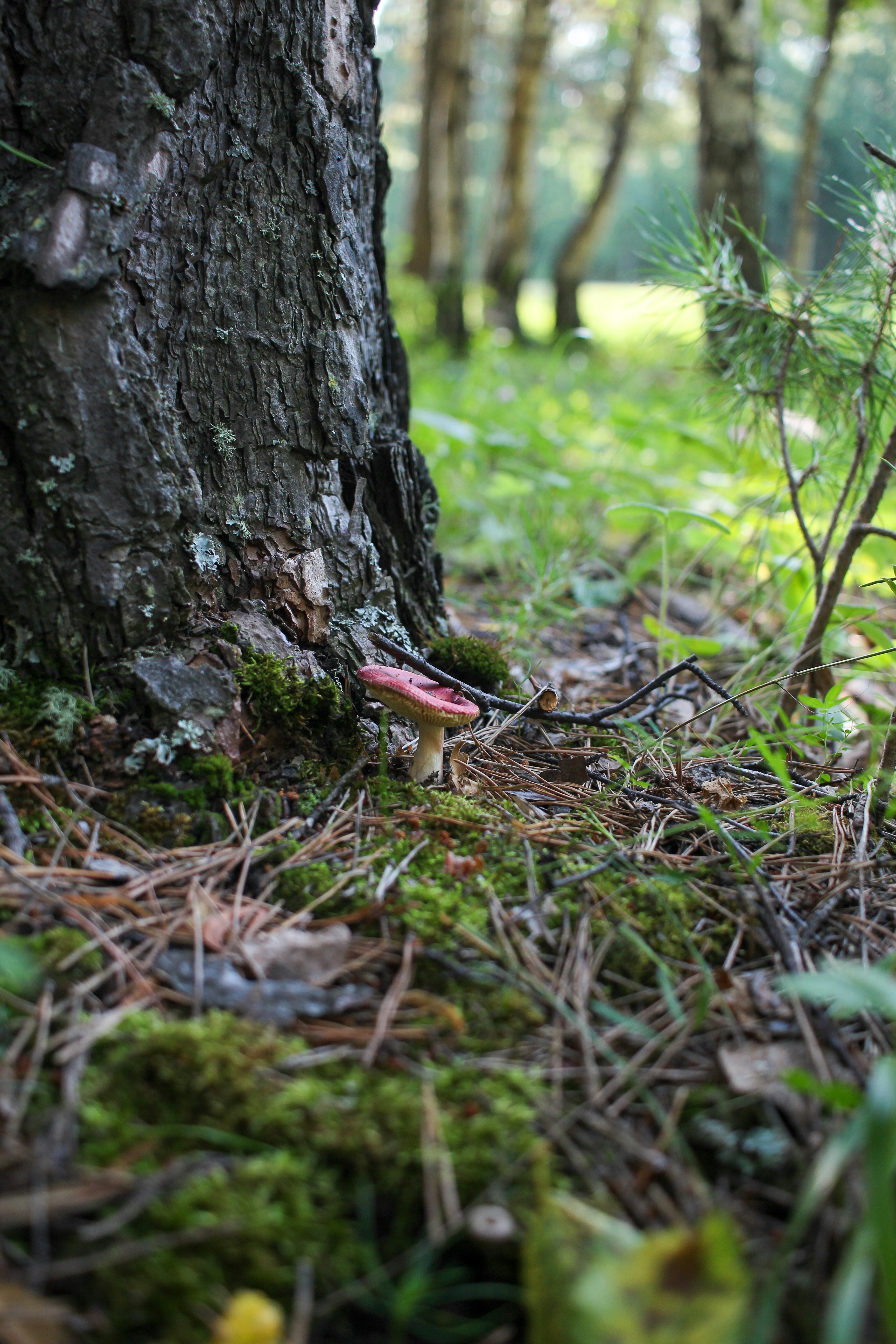 A mushroom is growing on the ground next to a tree