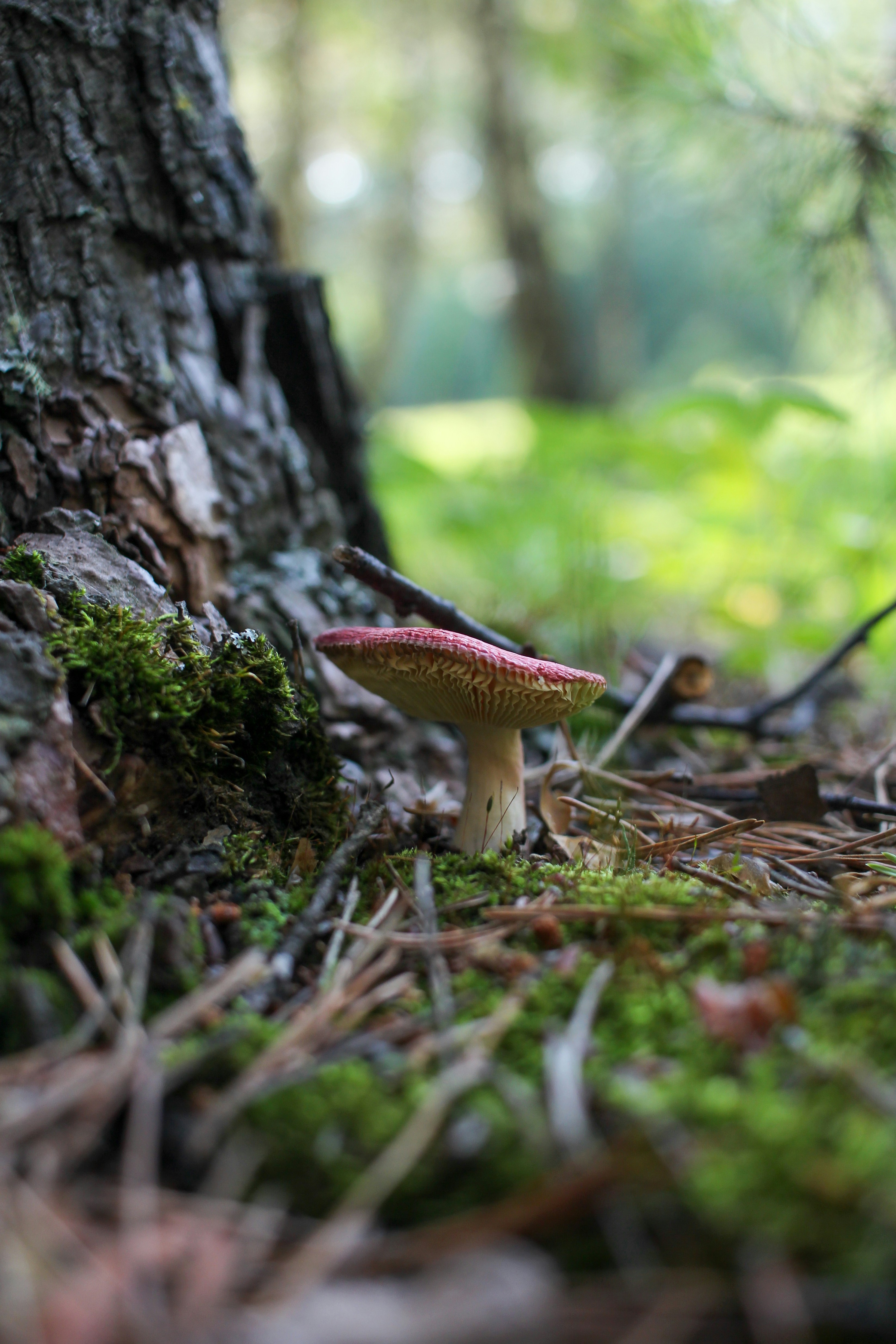 A mushroom sitting on the ground next to a tree