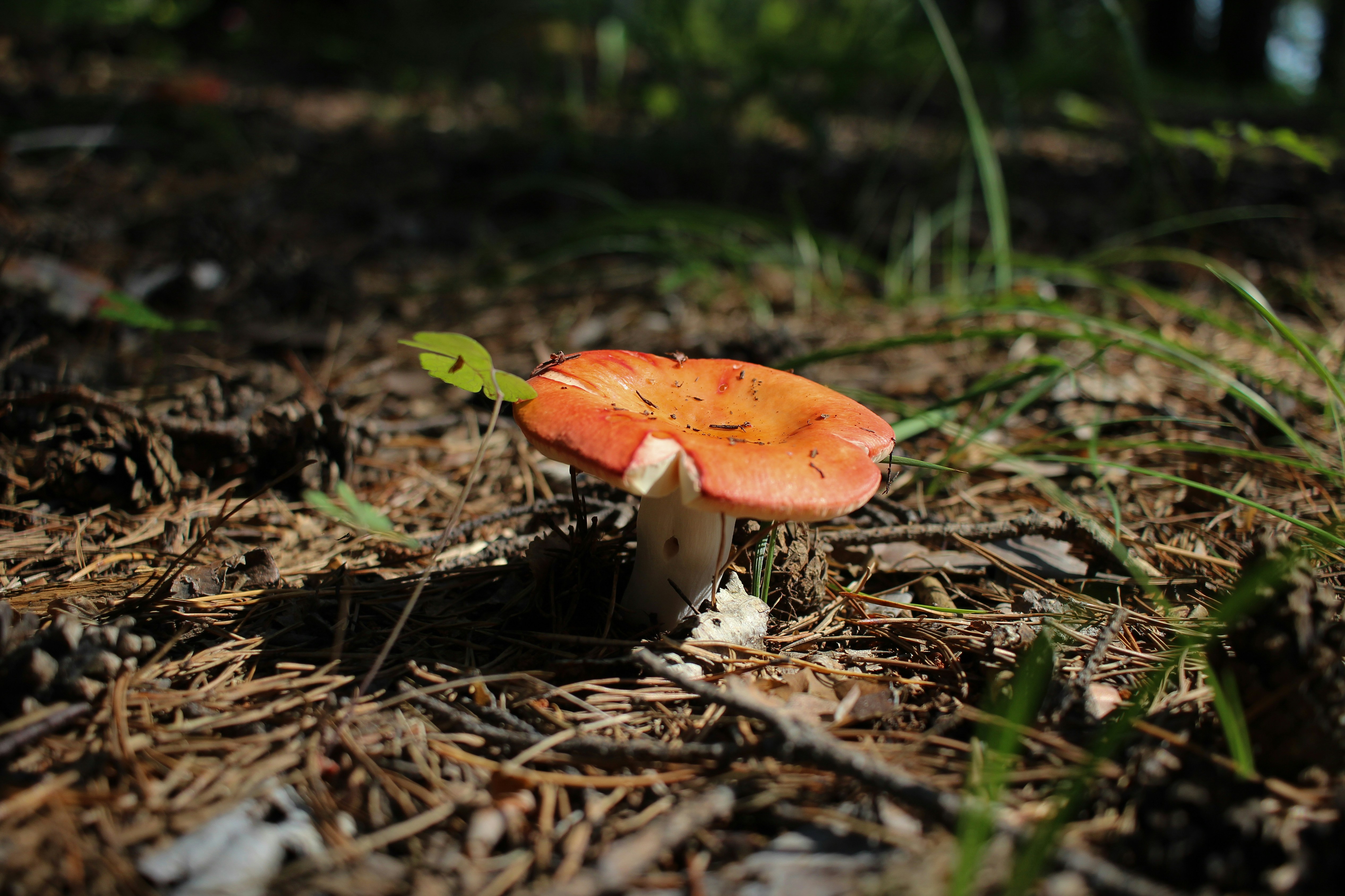 A small orange mushroom sitting on the ground