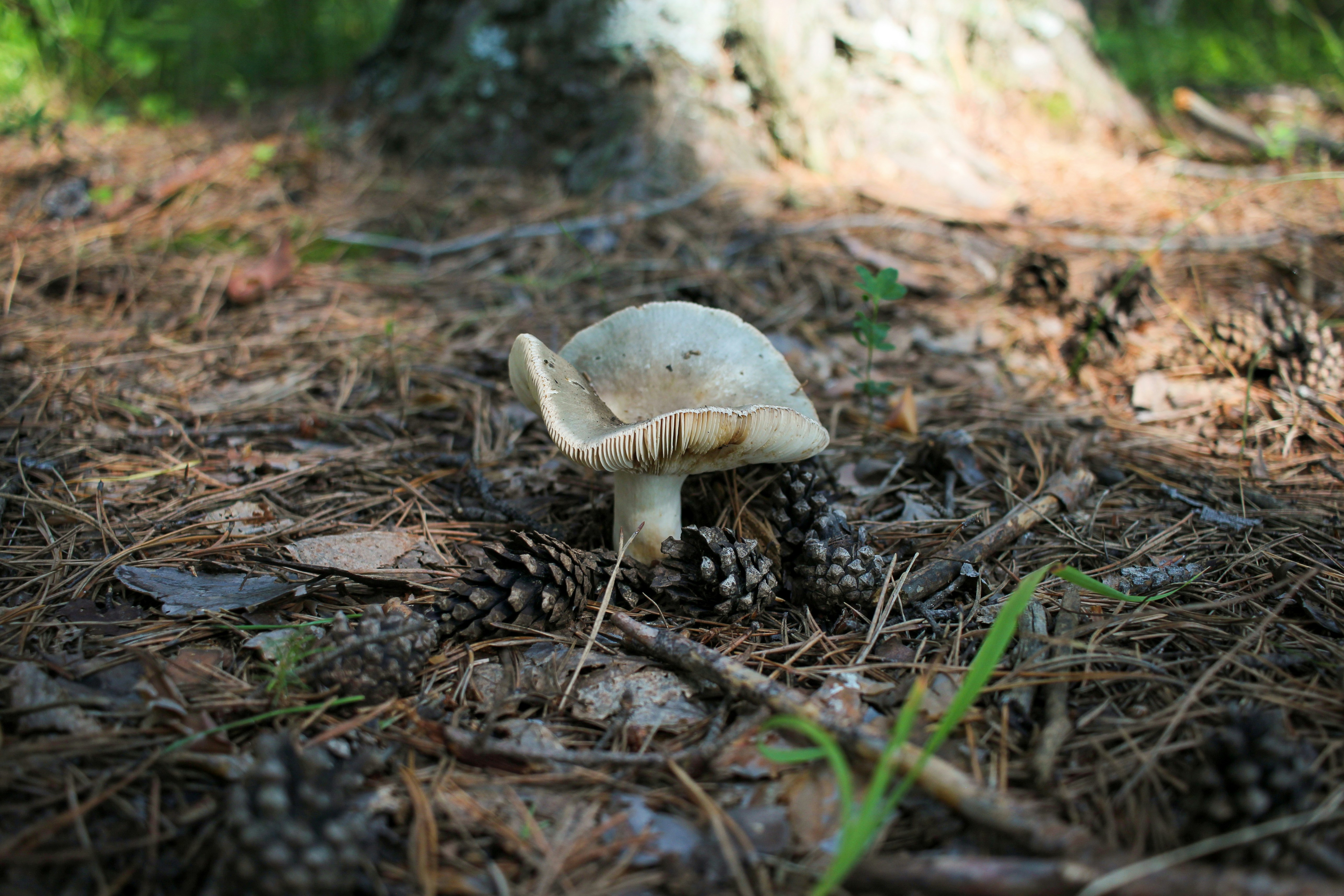 A small white mushroom sitting on the ground