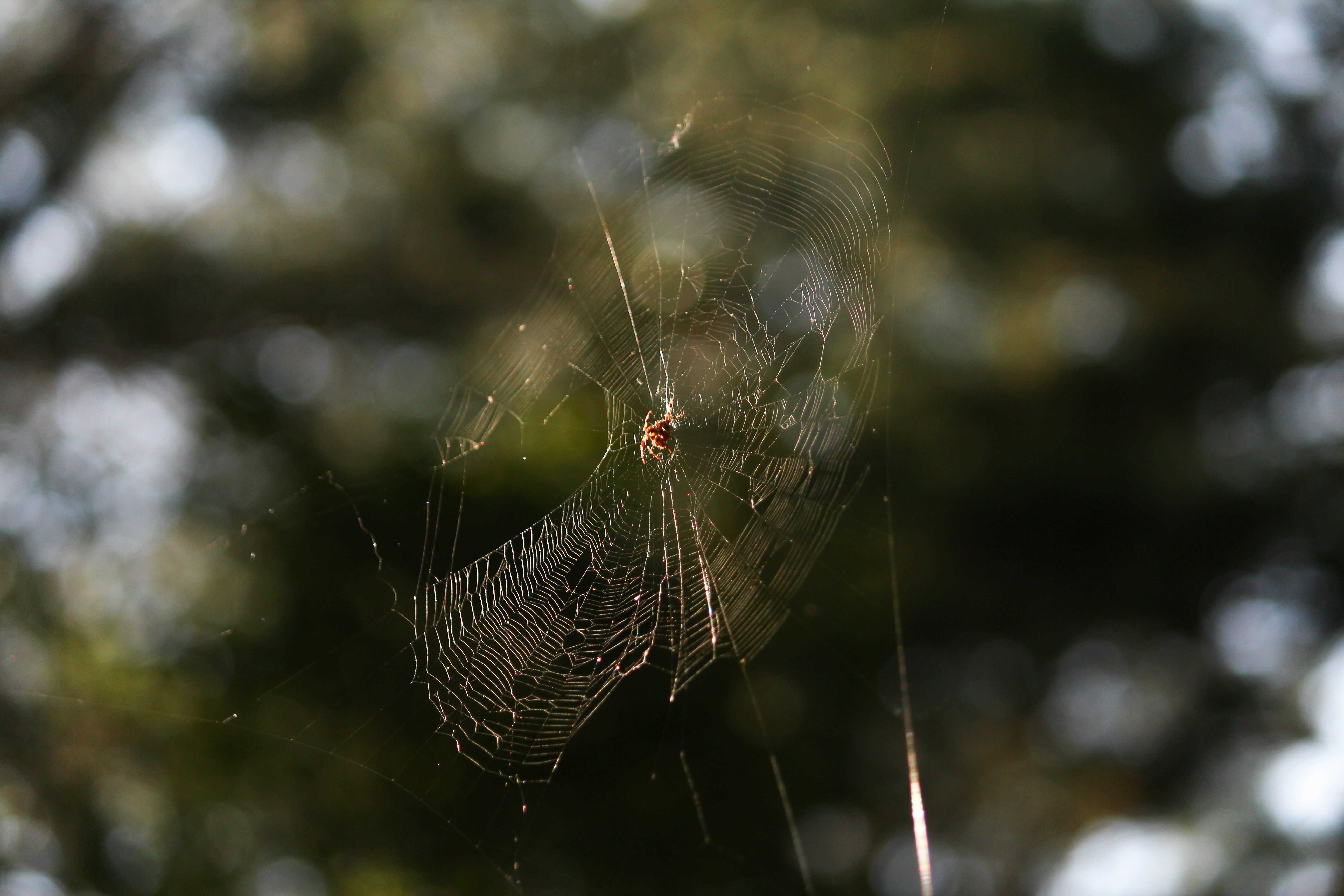 A close up of a spider on a web