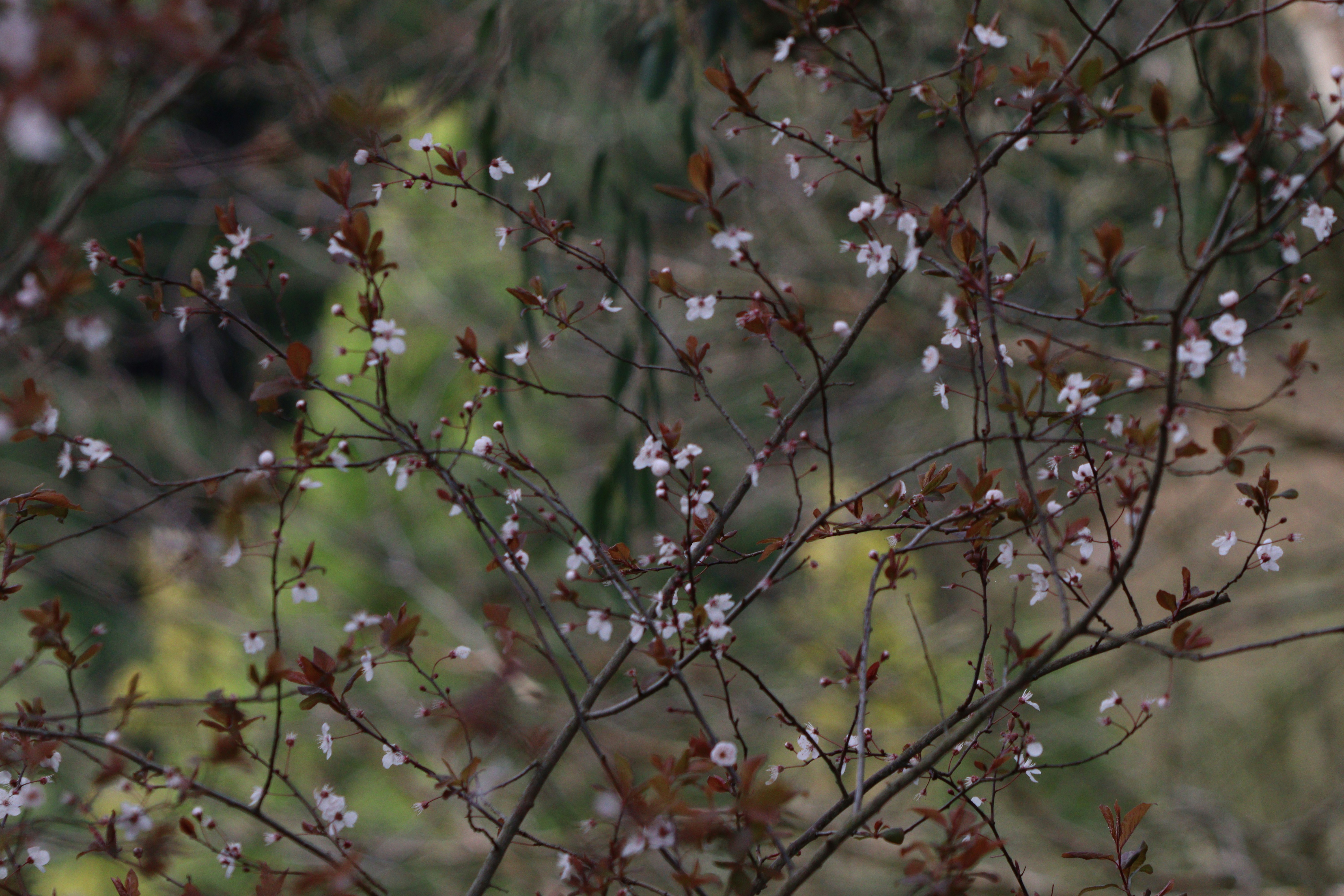 A bird is perched on a tree branch