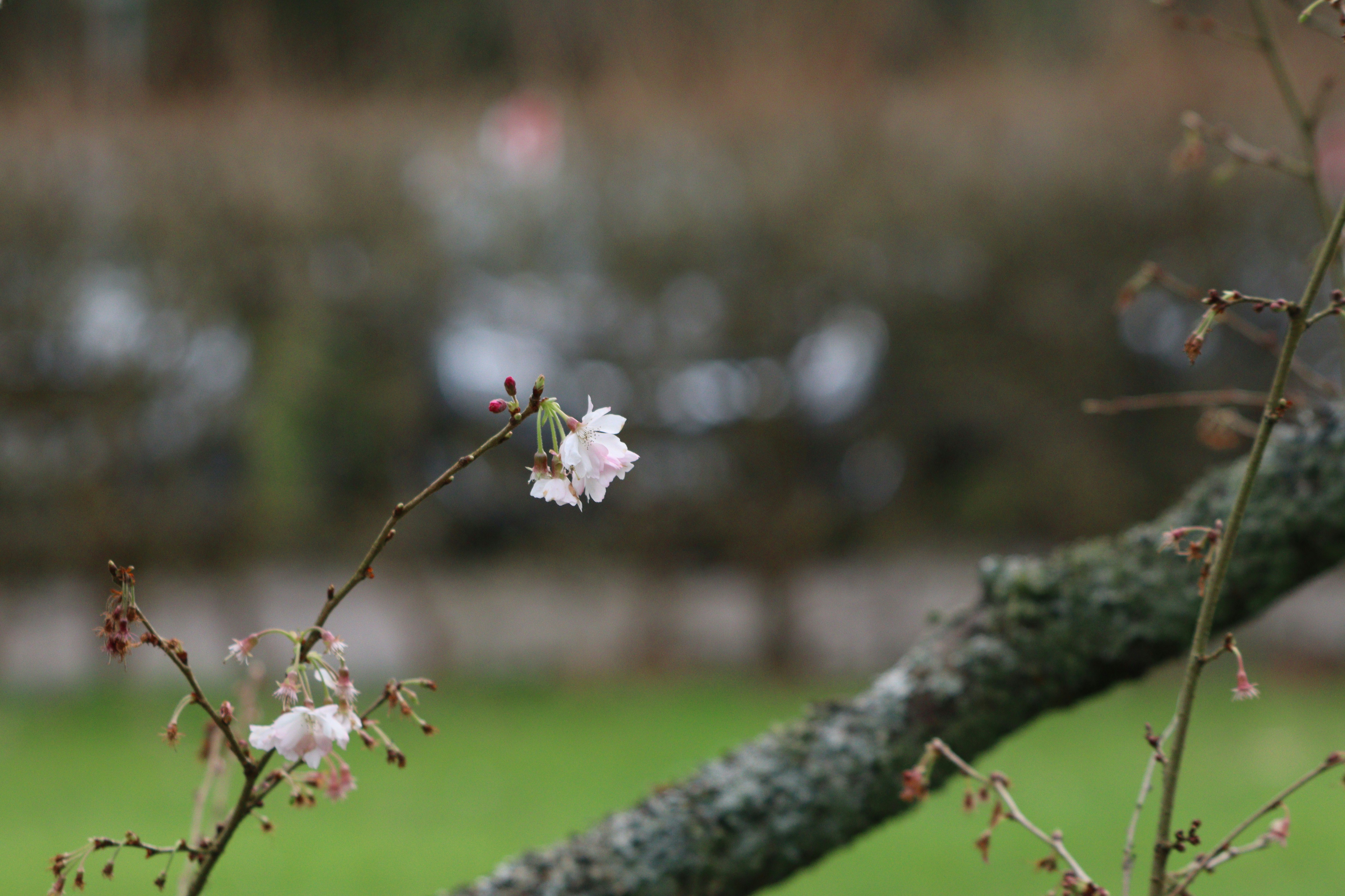 A branch of a tree with white flowers