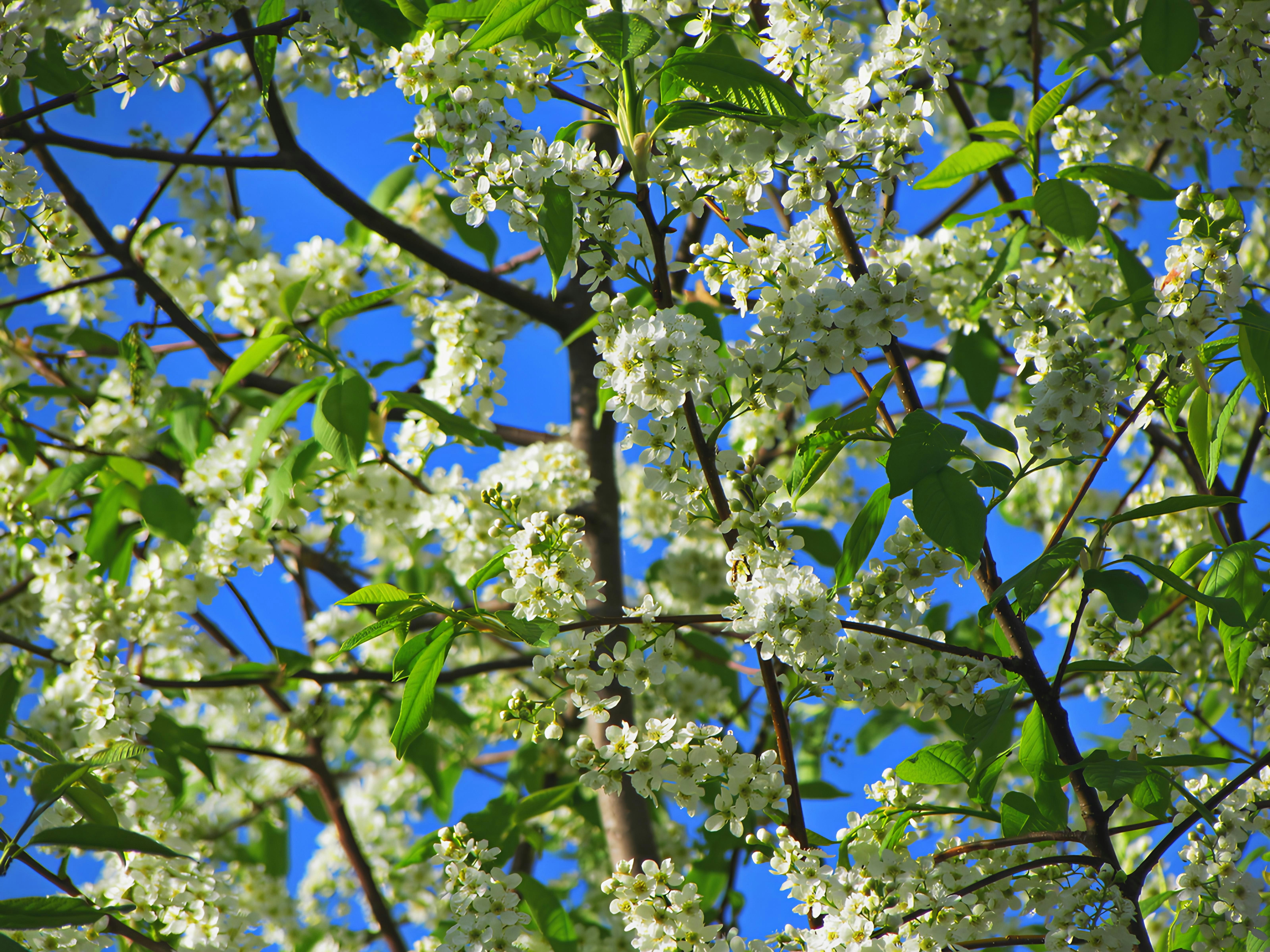A tree with white flowers and green leaves