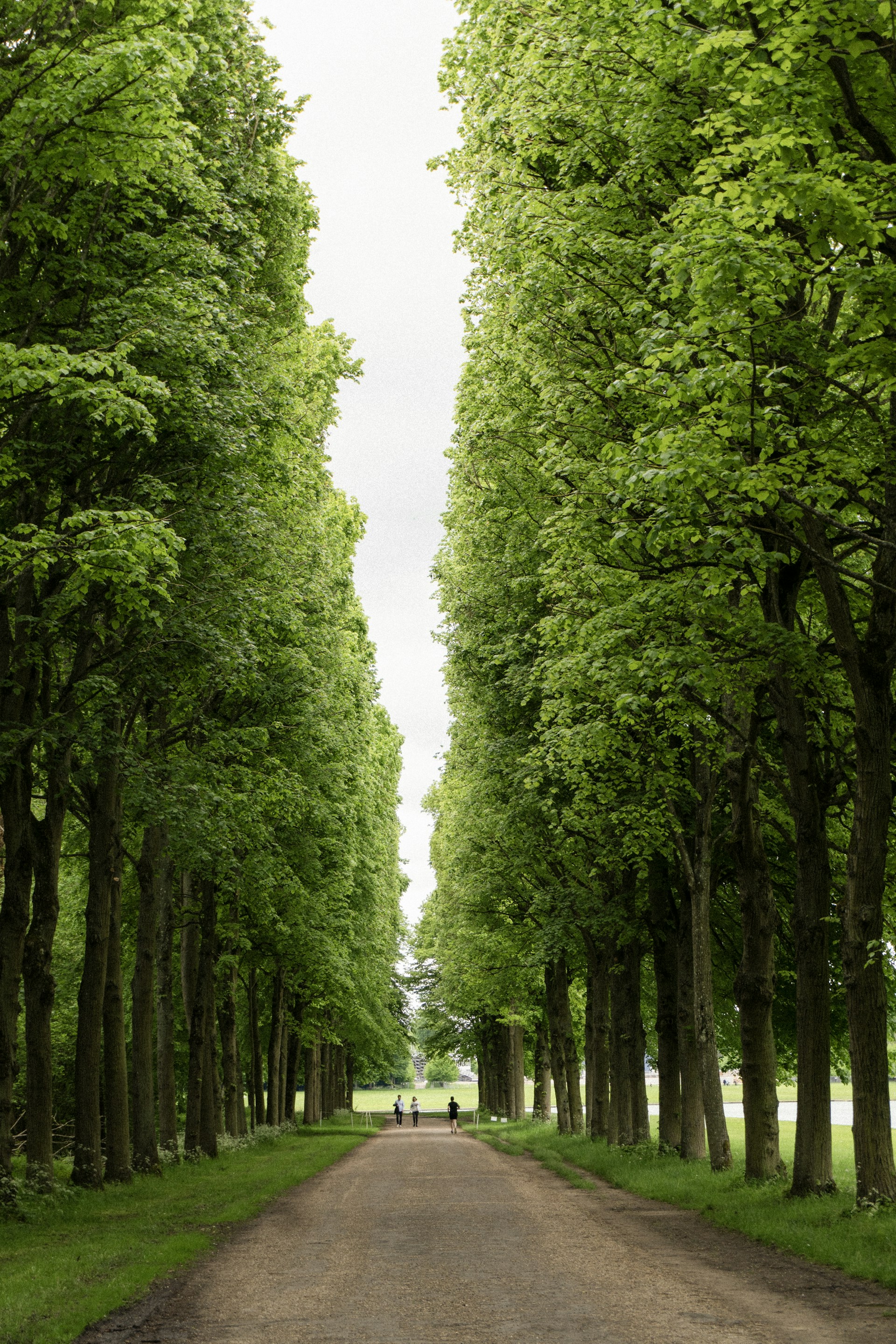 A dirt road surrounded by trees and grass