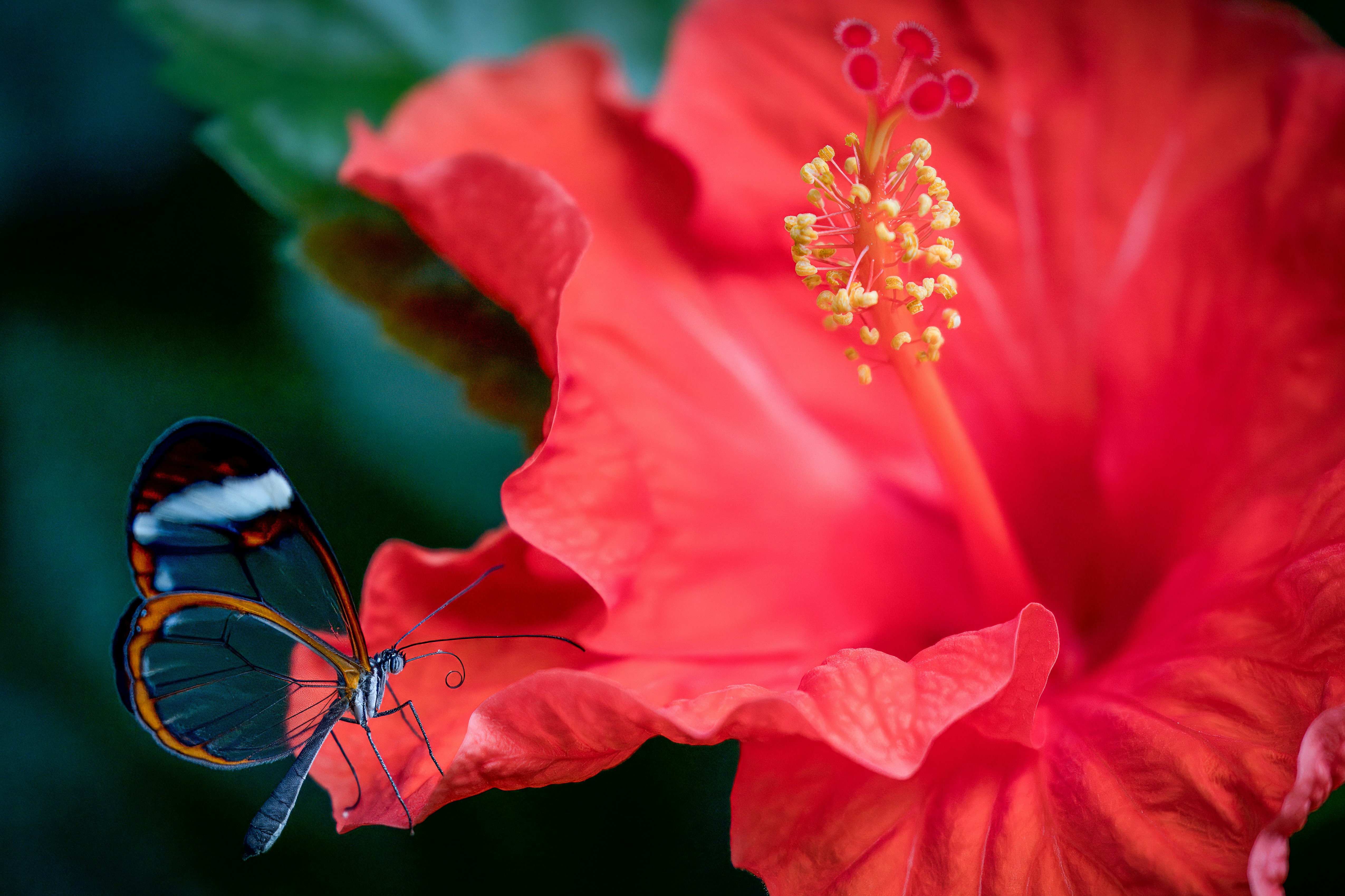 A close up of a flower with a butterfly on it