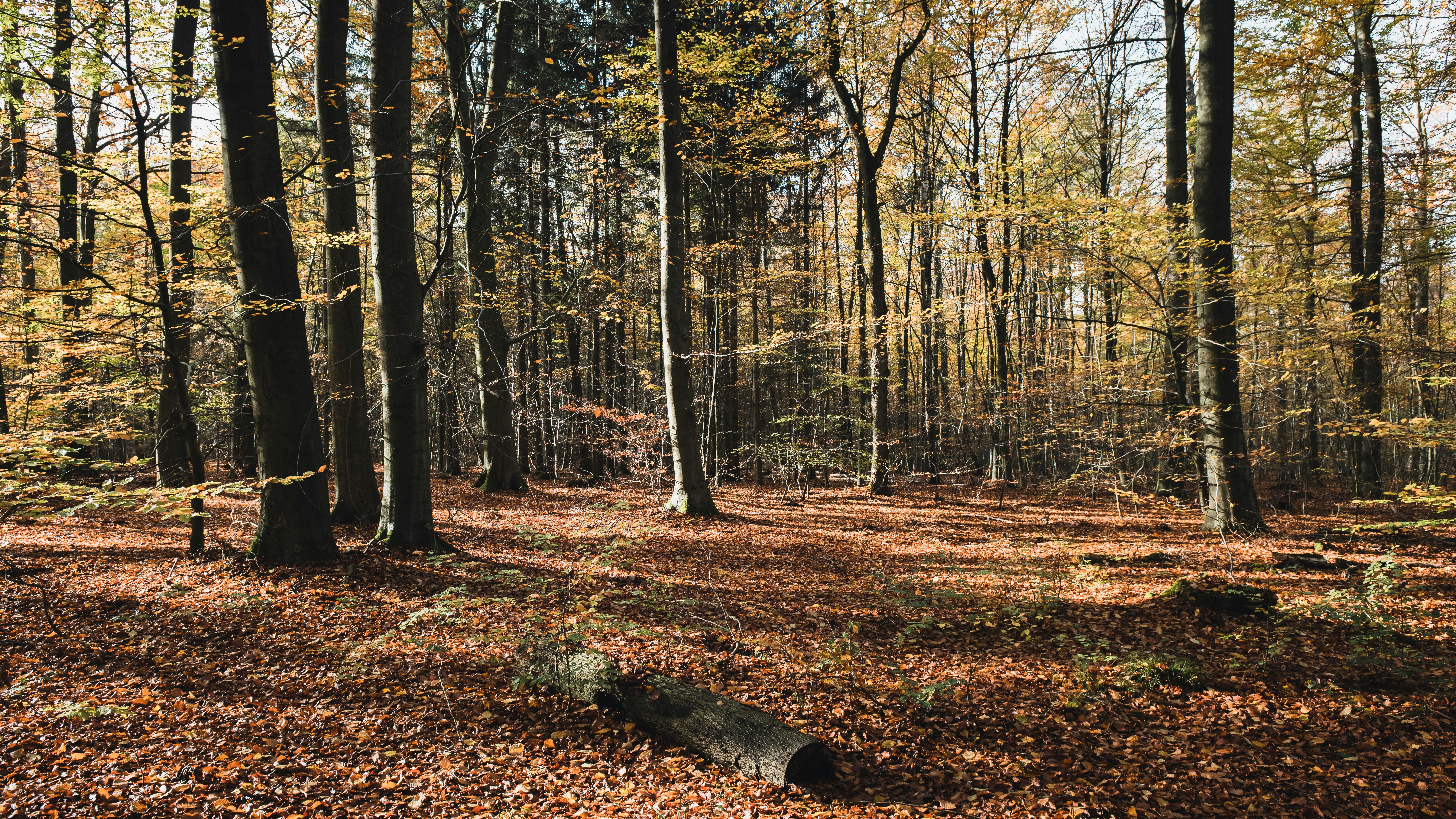 Photo by hamburgmeinefreundin