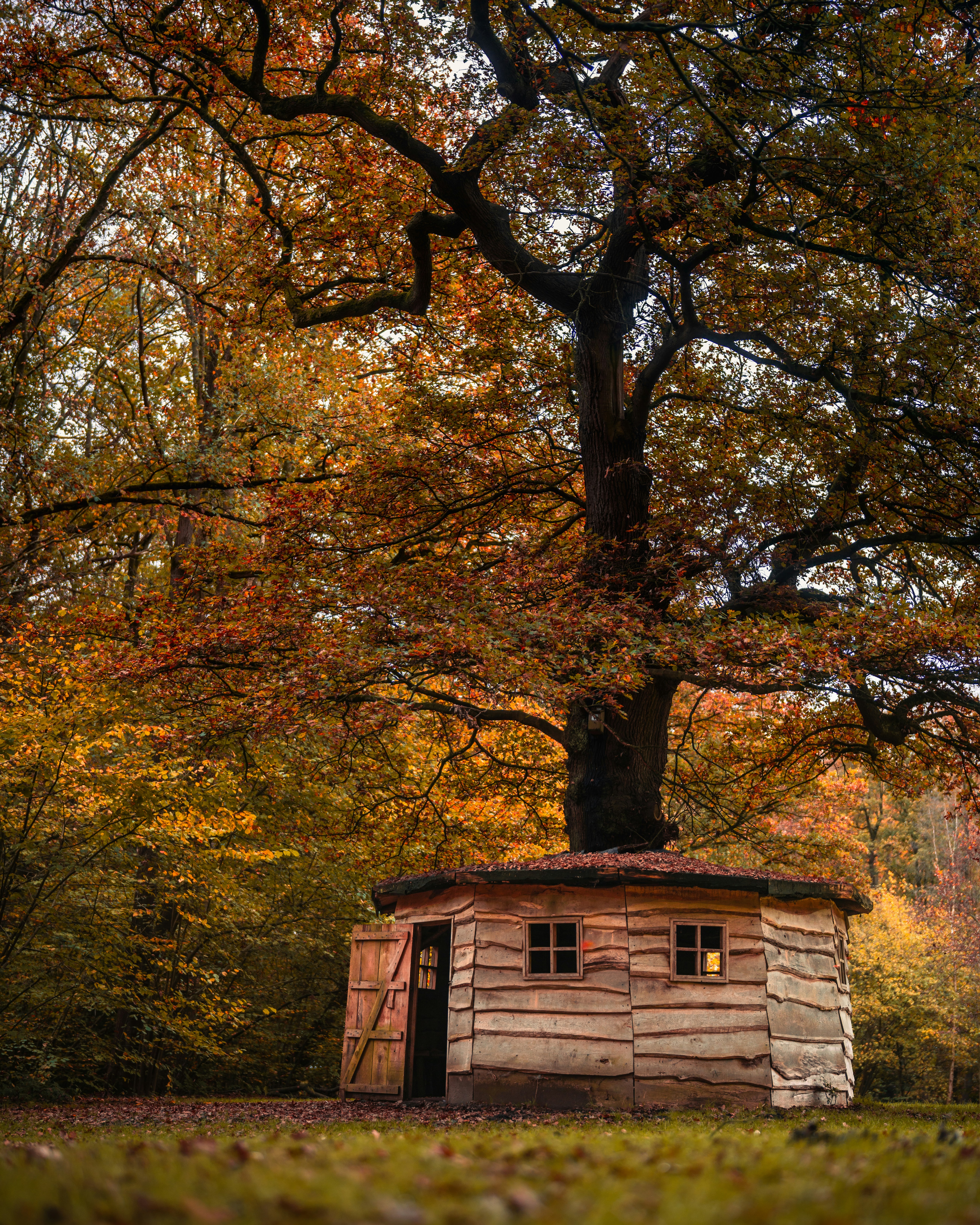 An outhouse in the middle of a field surrounded by trees