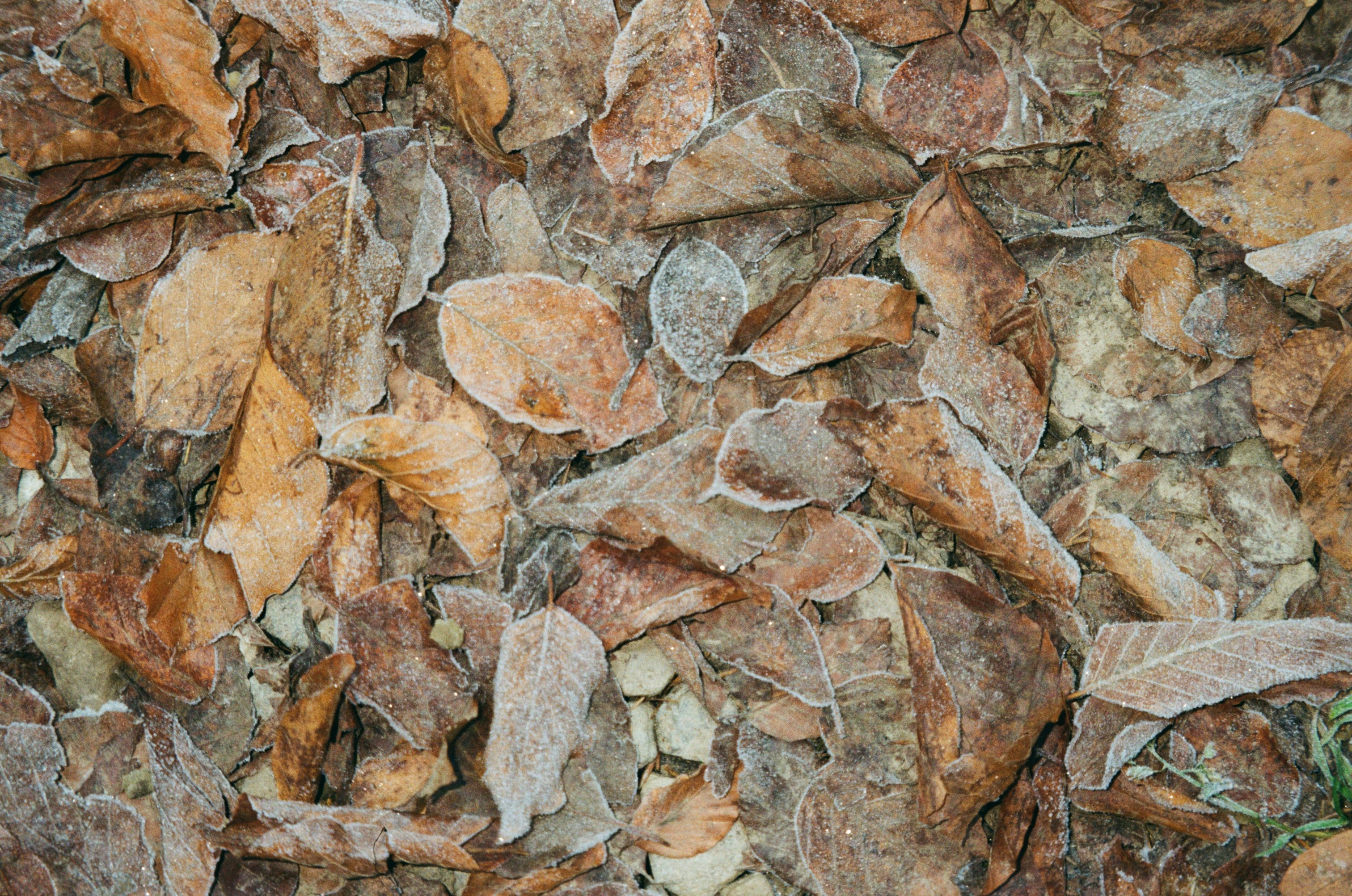 지아오구란(돌외잎 추출물), 펜트라민 마름모정 성분 다이어트 효과