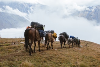 A group of horses with backpacks walking up a hill