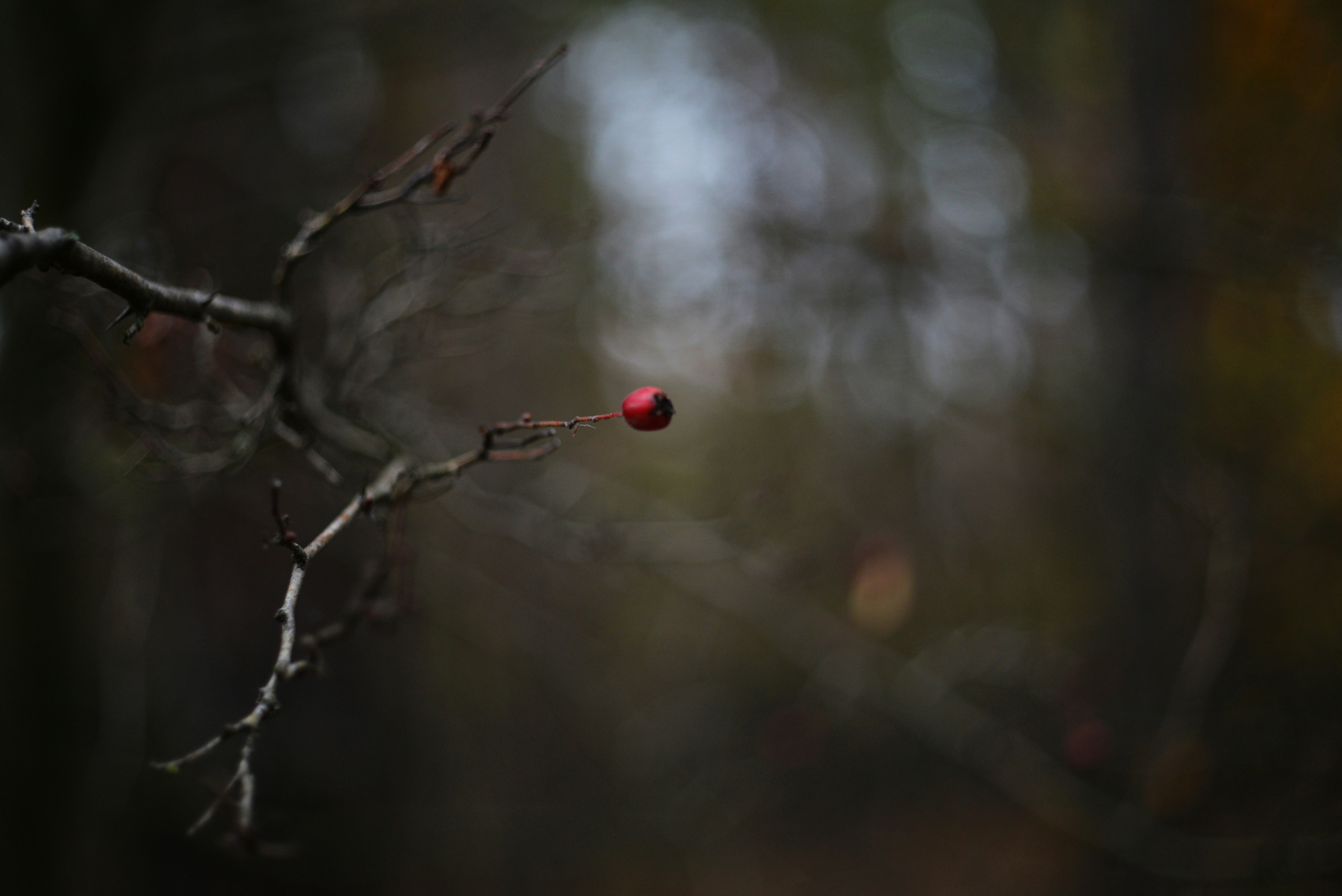 Photo by cherstve_pechivo