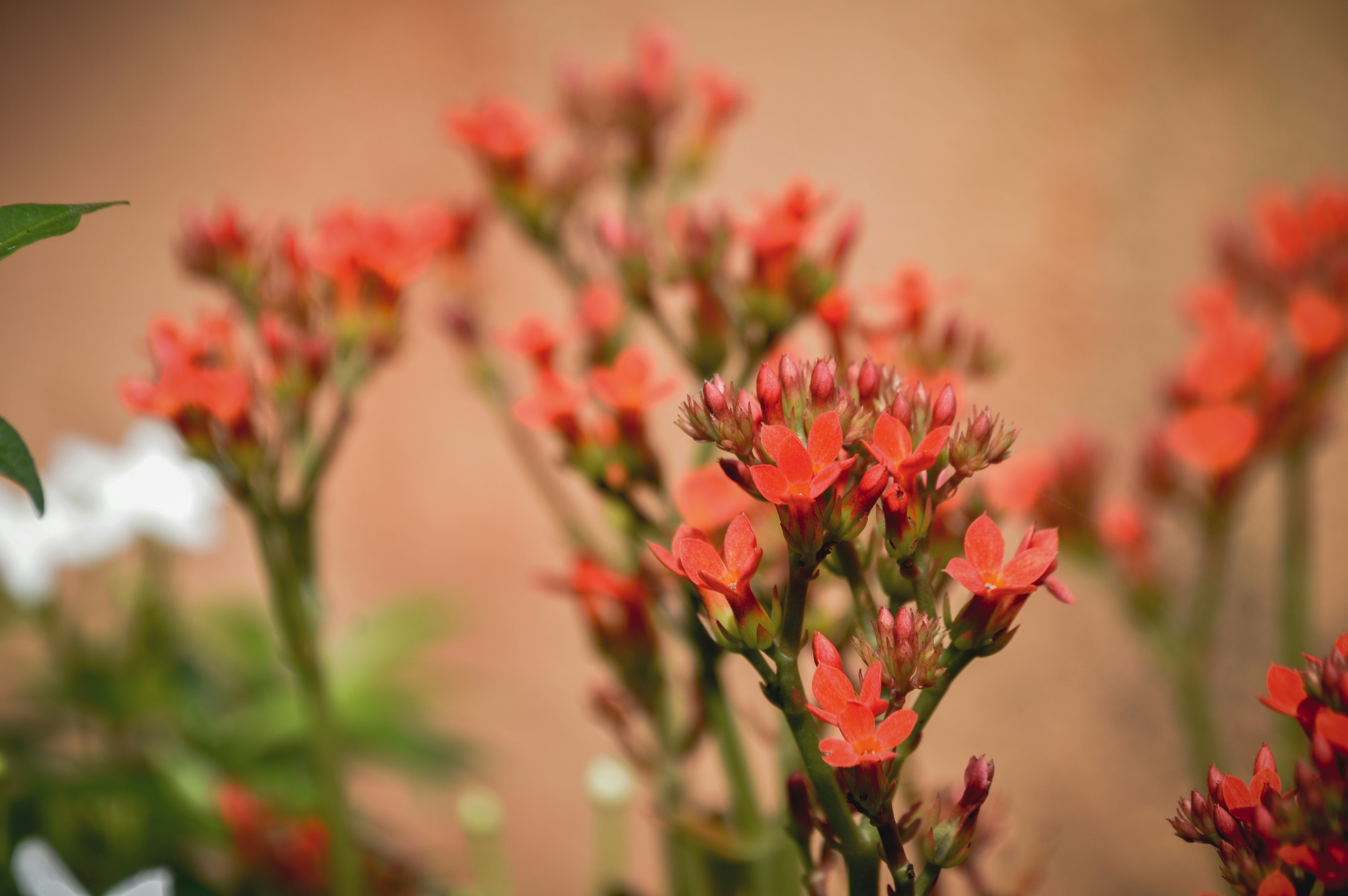 A group of red and white flowers in a garden