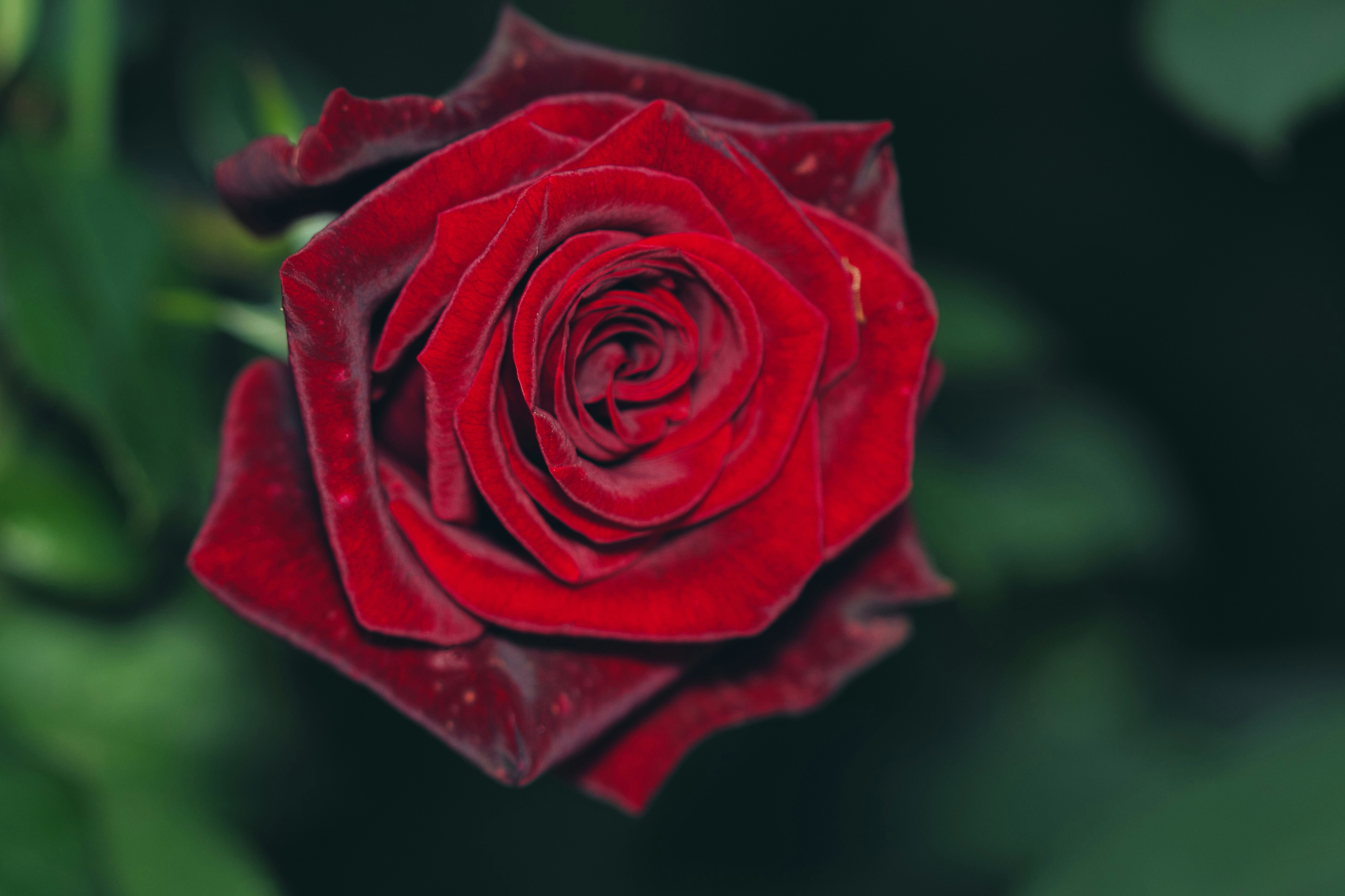 A close up of a red rose with green leaves