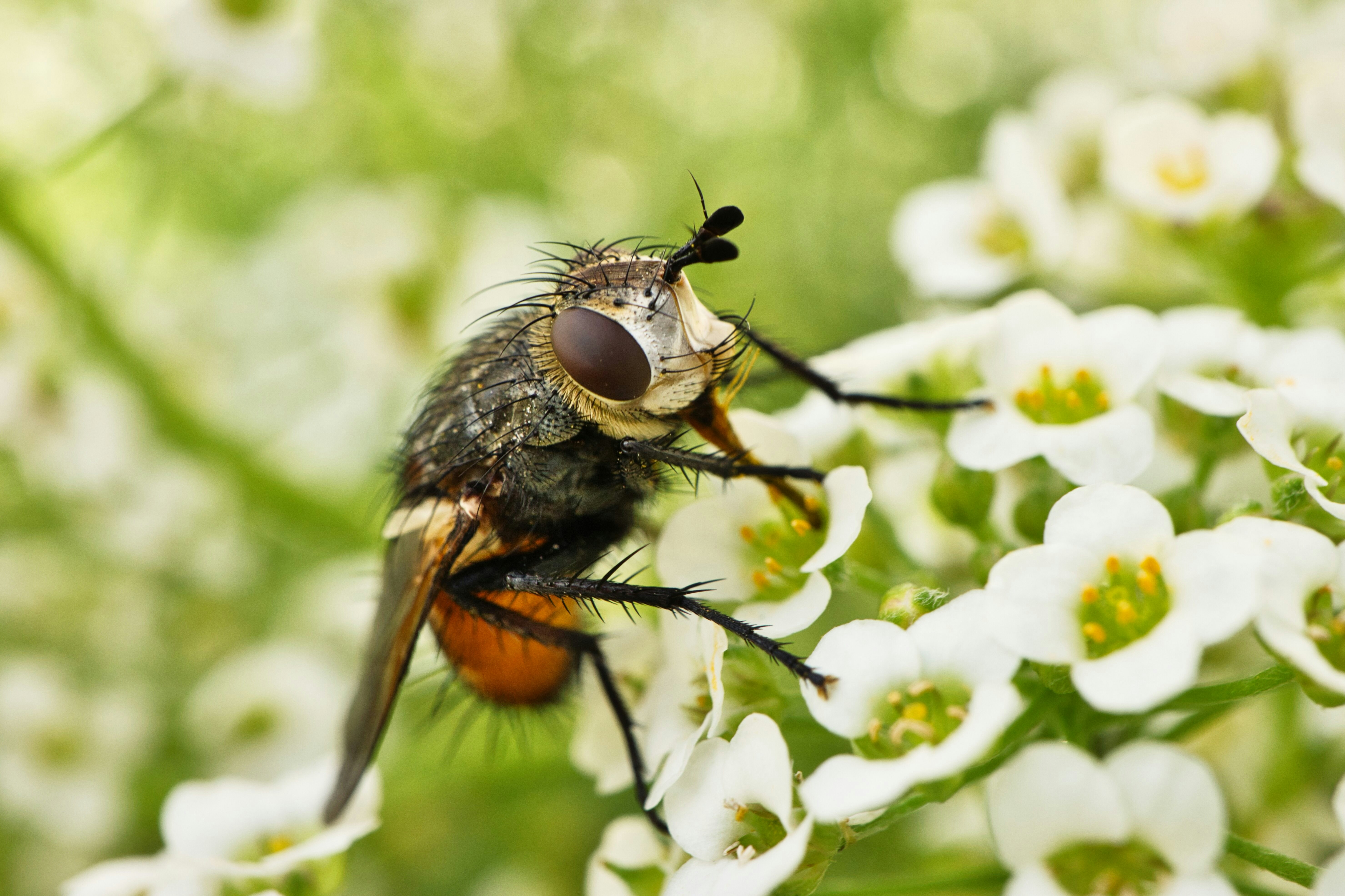 Plants produce more nectar when they ‘hear’ bees buzzing, scientists find post image