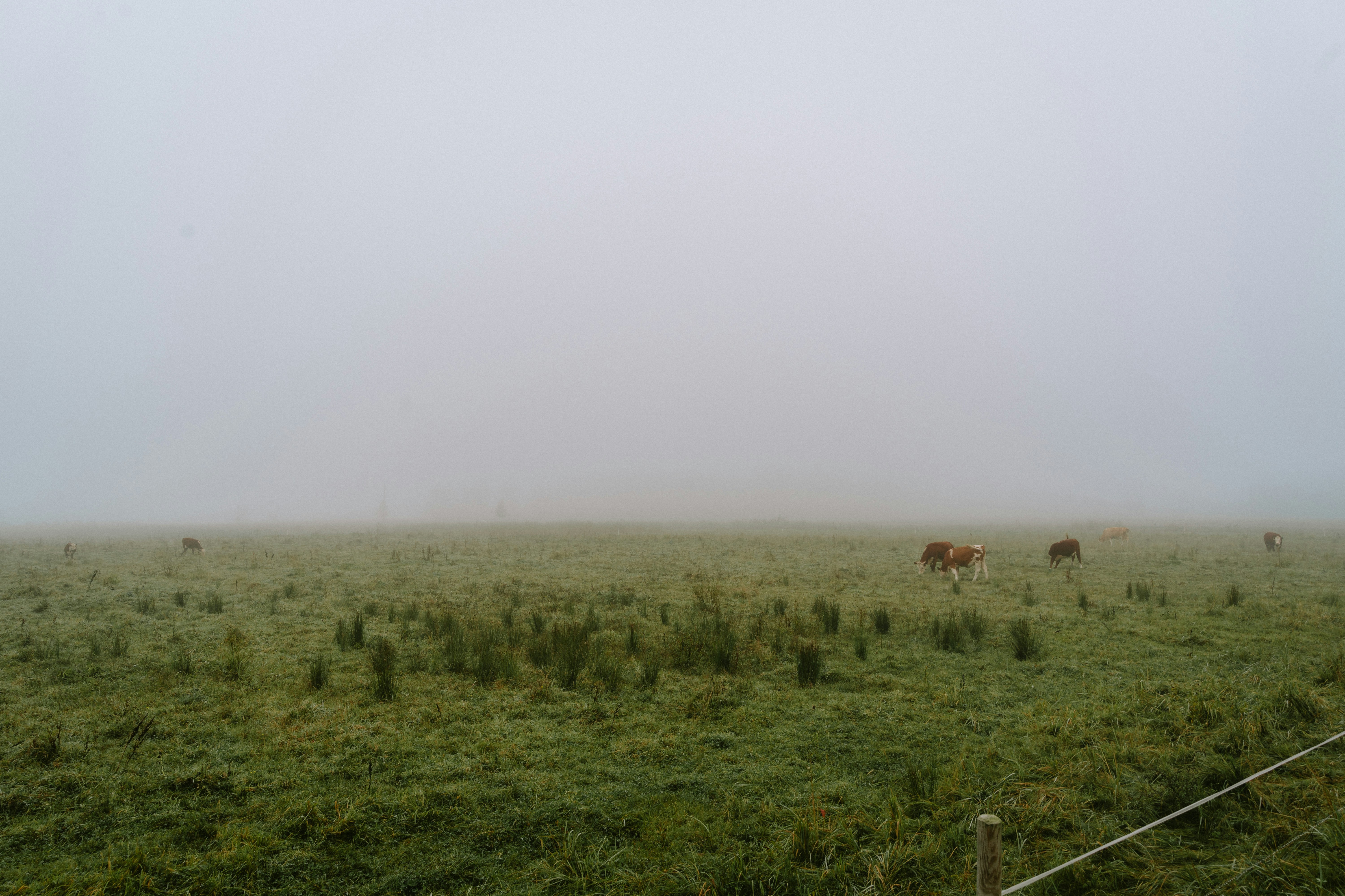 A foggy field with cows grazing in the distance