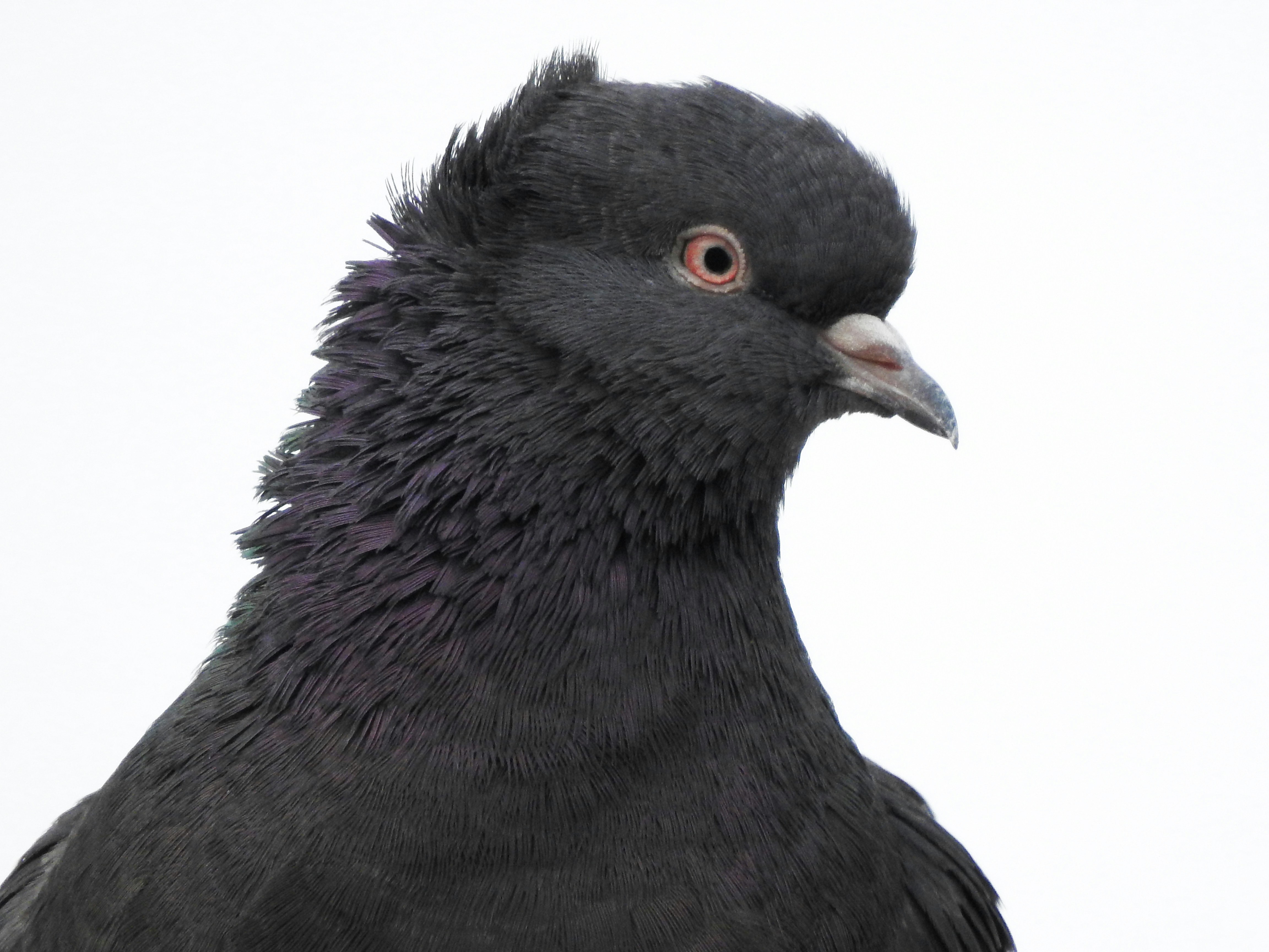 A close up of a black bird with a white background