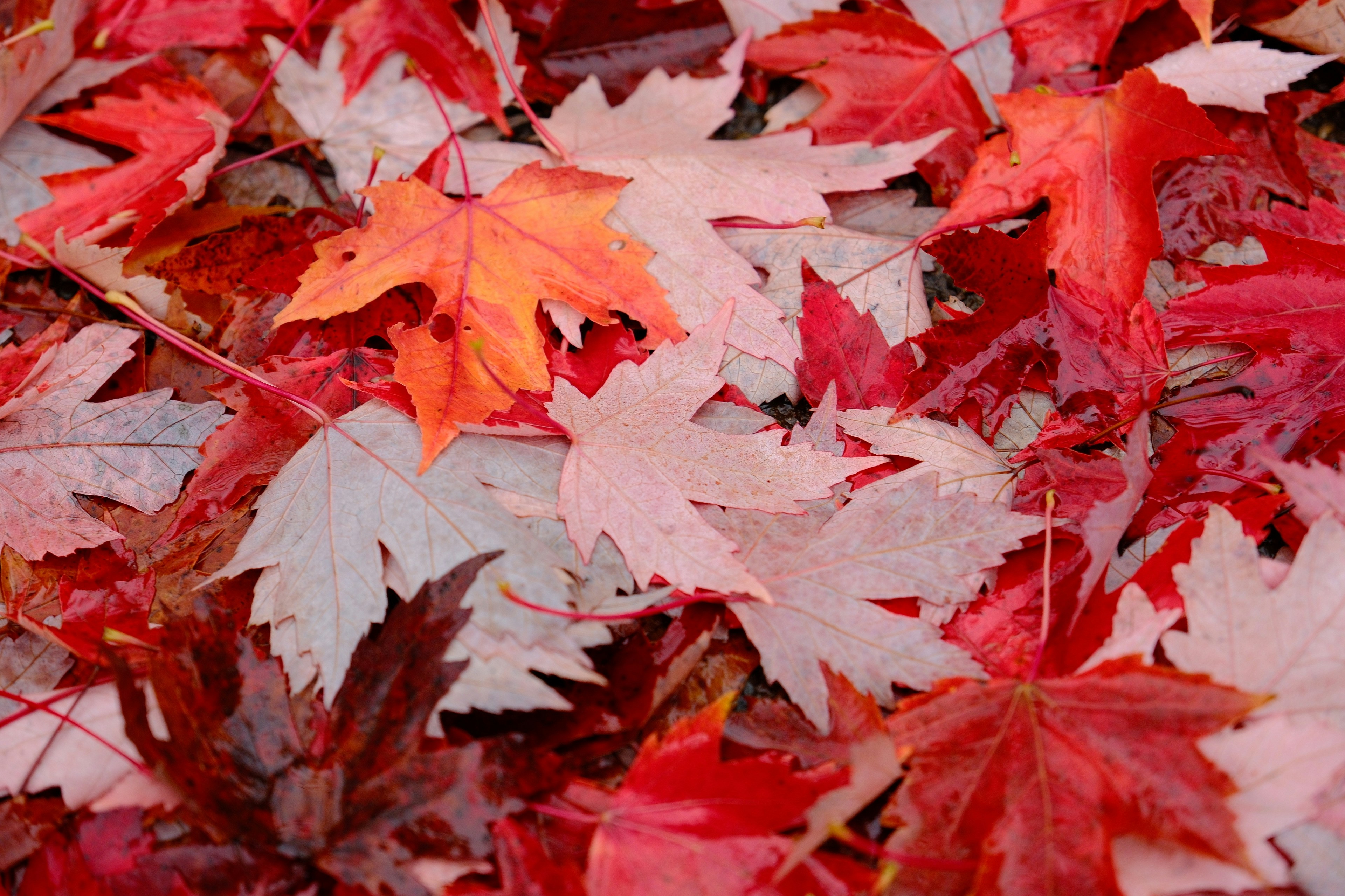 Photo by parzival_pdx