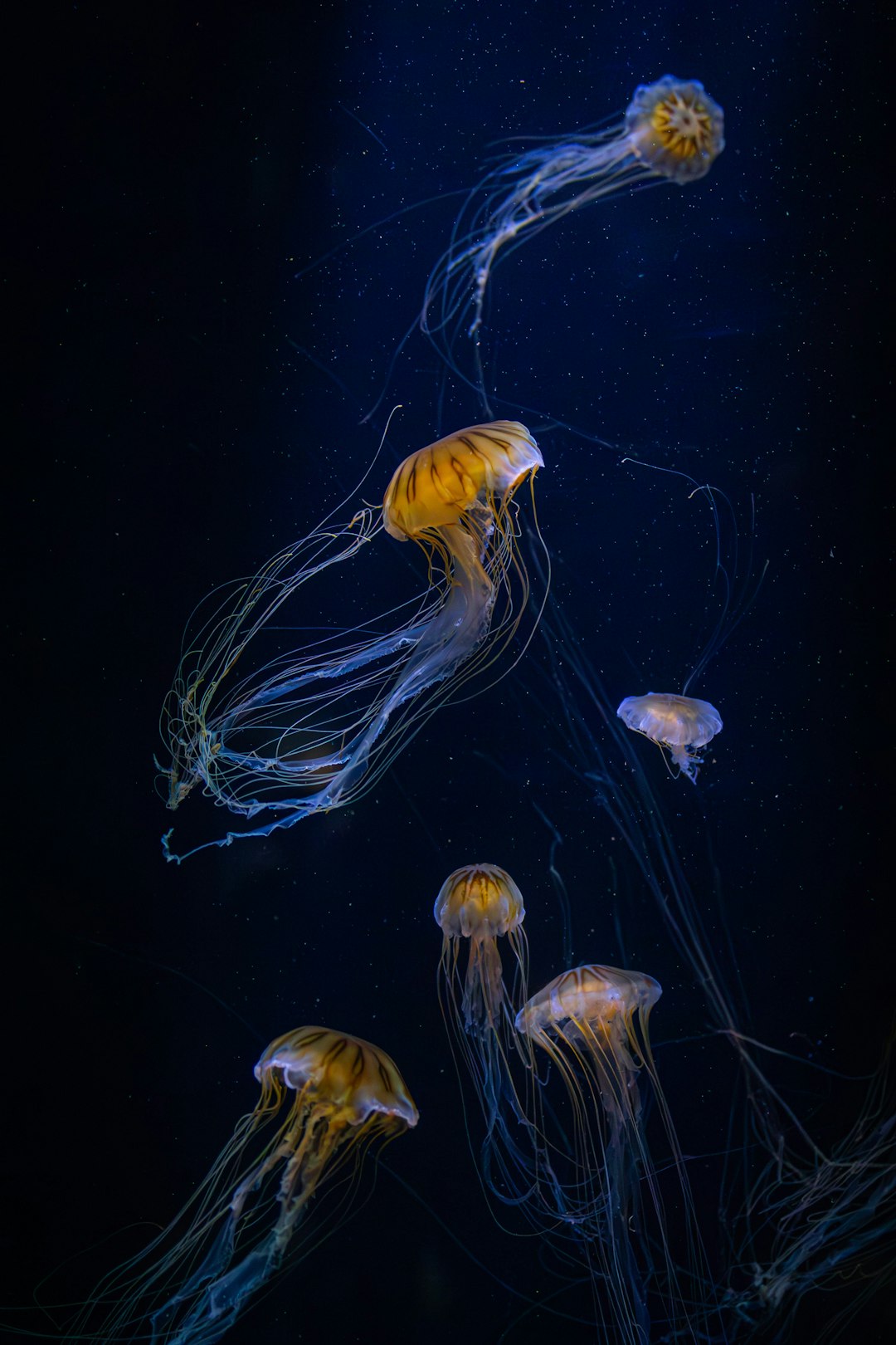 Maui Snorkel Charters | What are the best rafting tours available in Maui? Guide explaining marine life