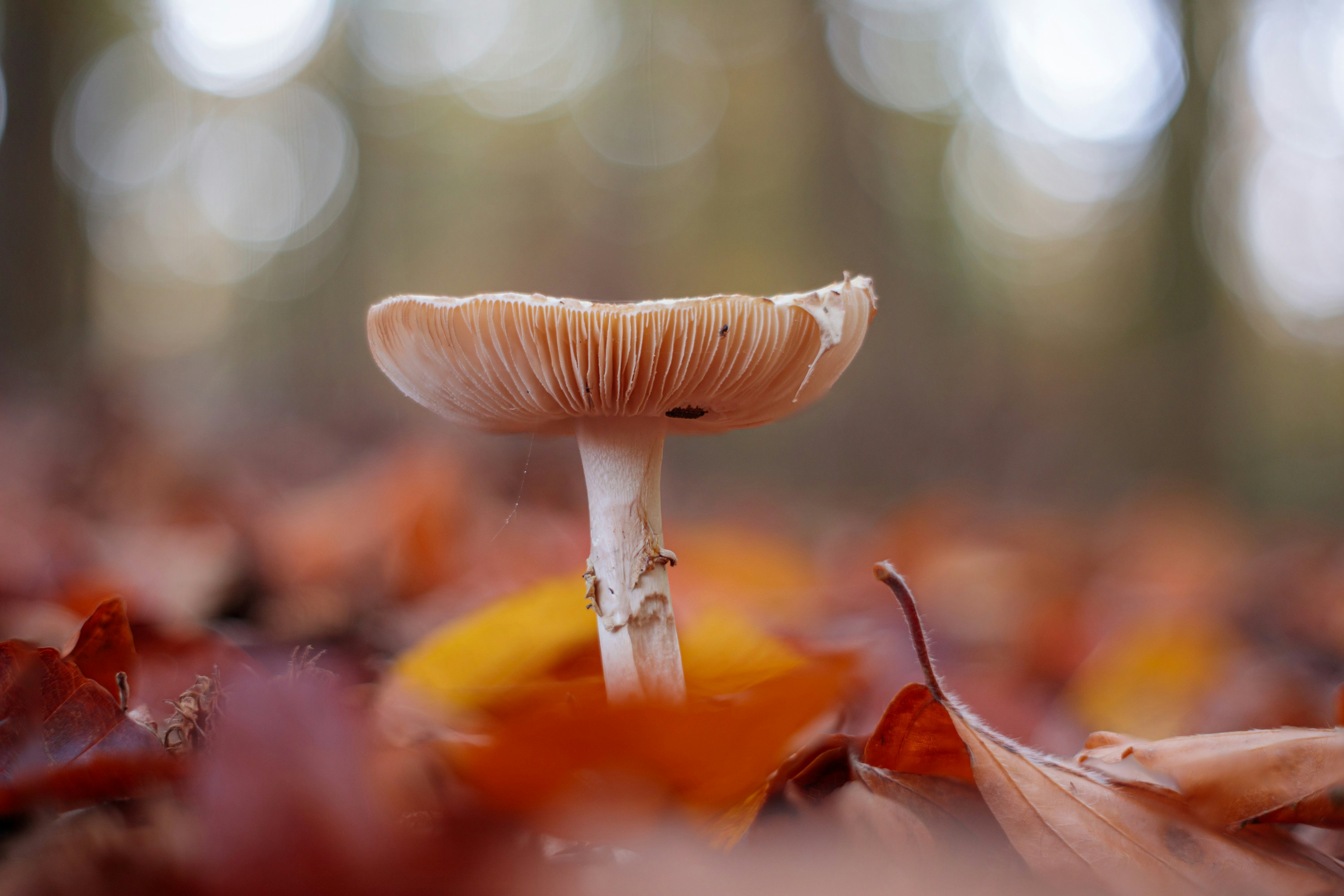 Photo by dreamscape_visions