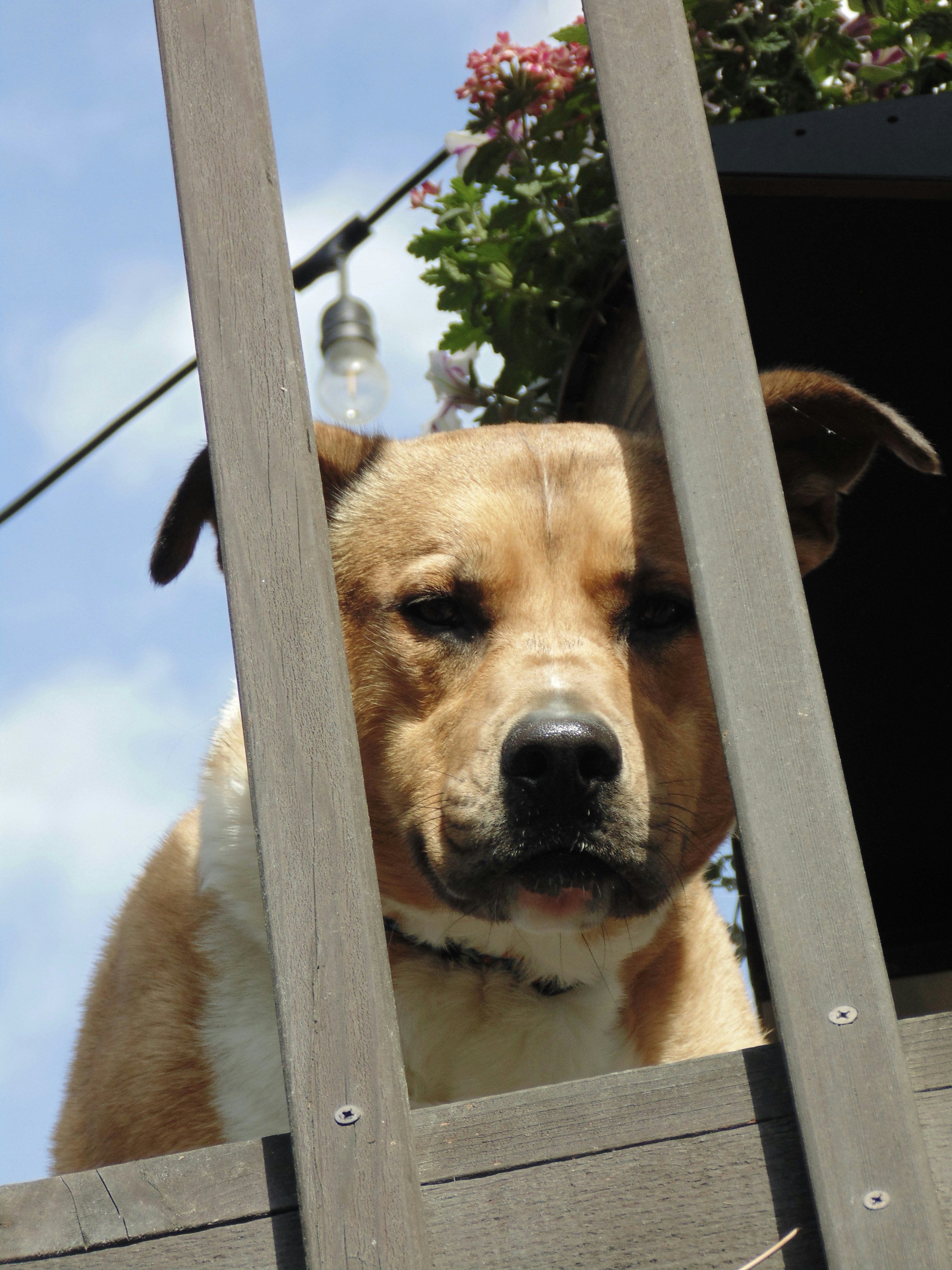 Um cão marrom e branco que olha para fora de uma janela