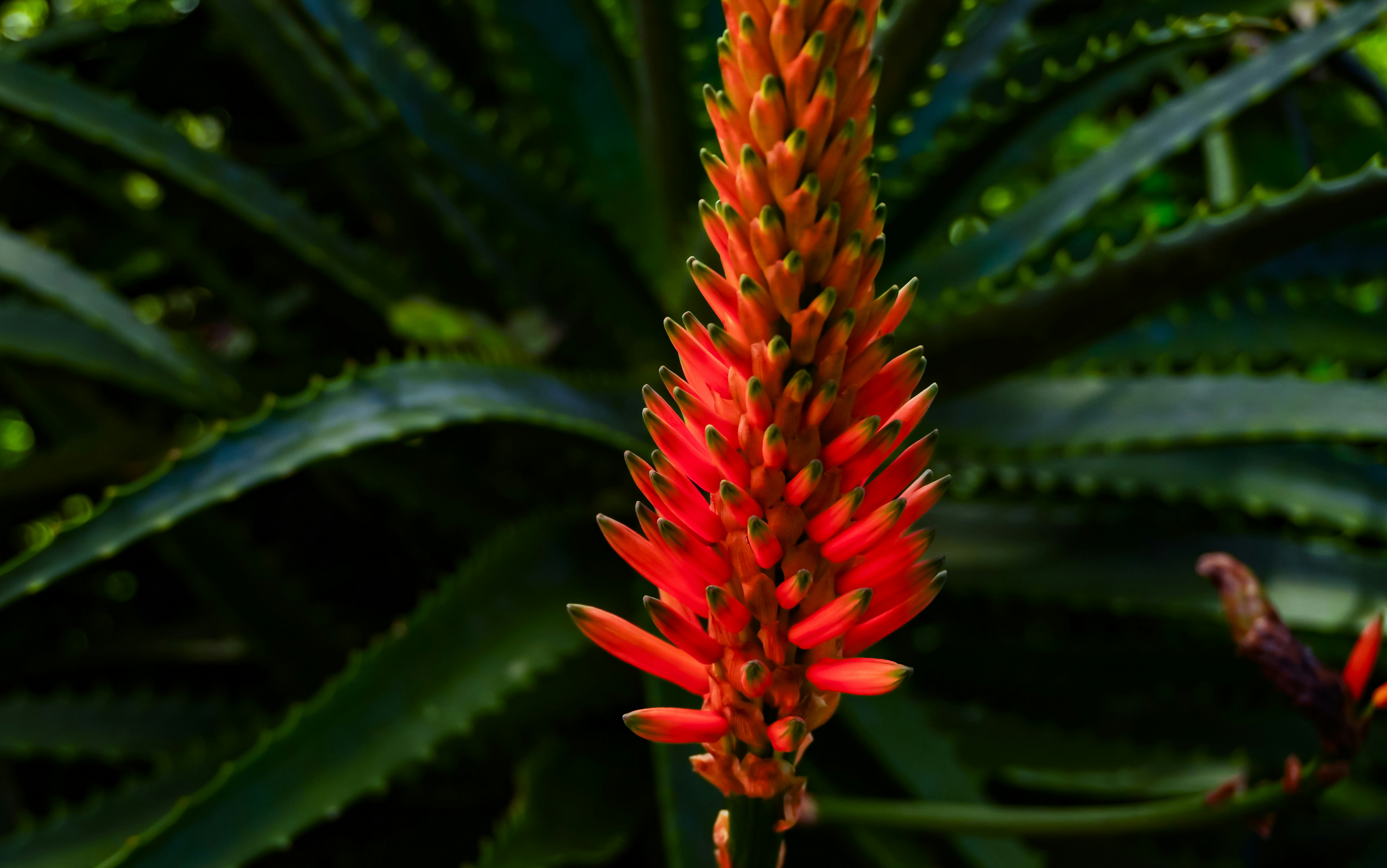 Photo by andreicastanha