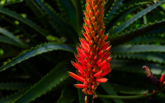 A red flower with green leaves in the background