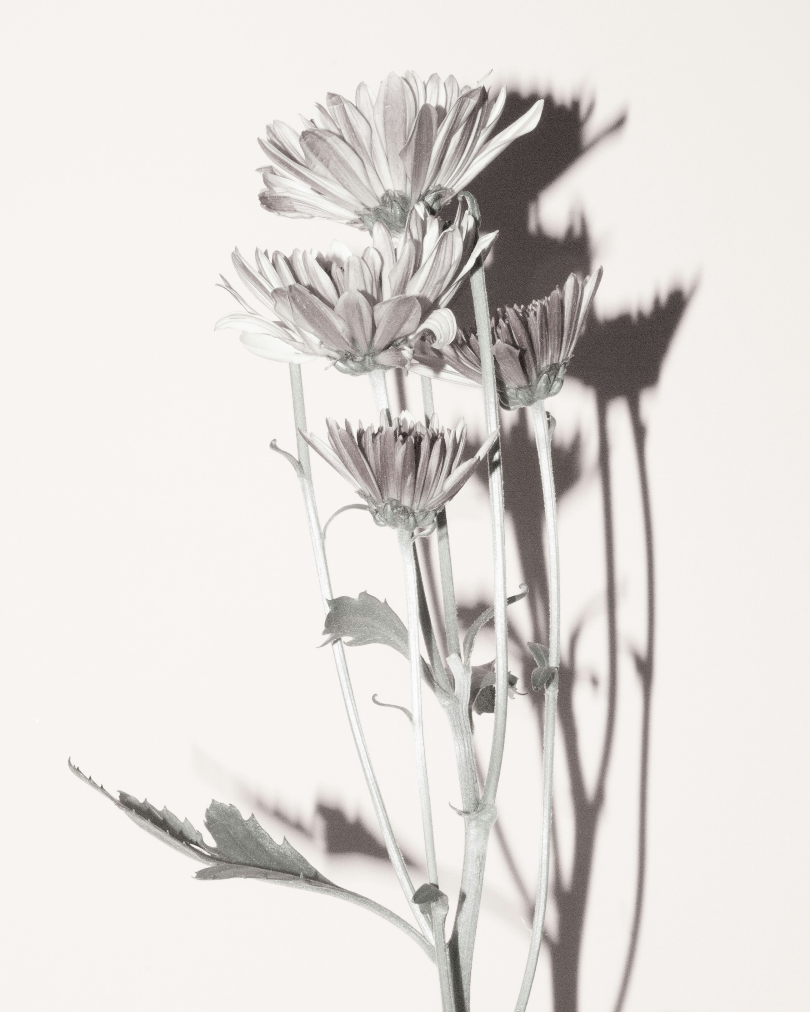 A black and white photo of flowers in a vase