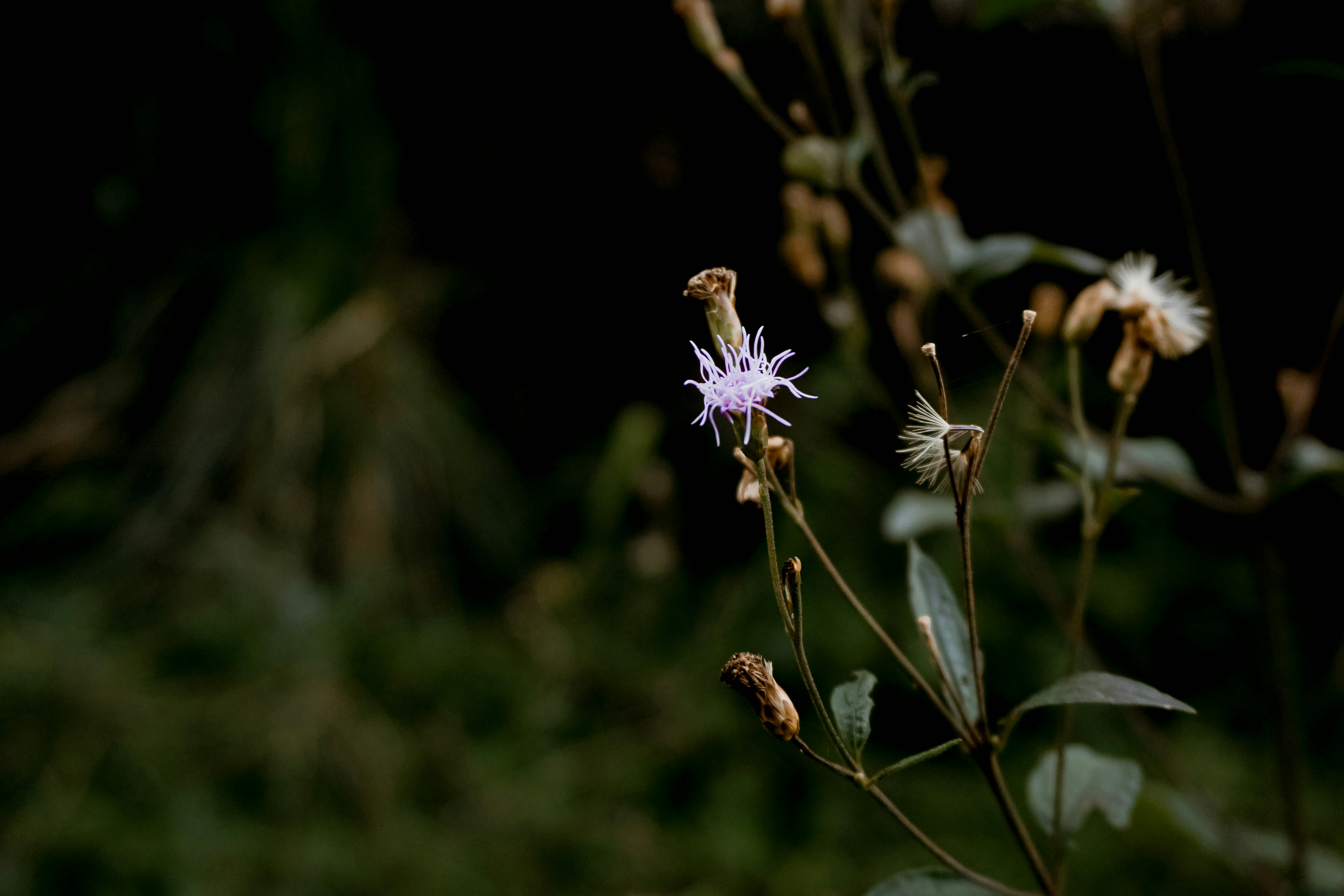 Photo by andreicastanha