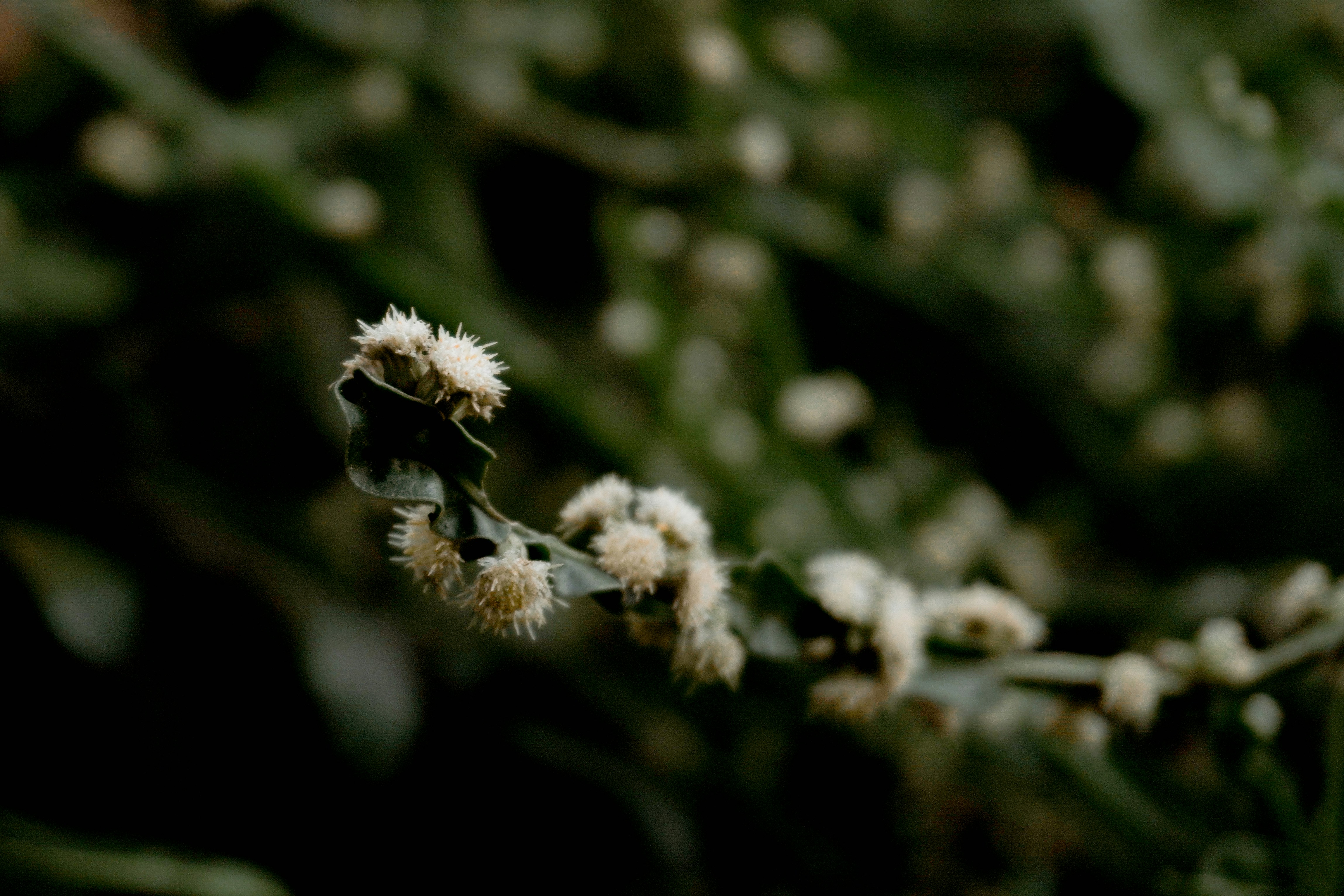 Photo by andreicastanha