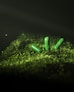 A group of green pills sitting on top of a moss covered ground