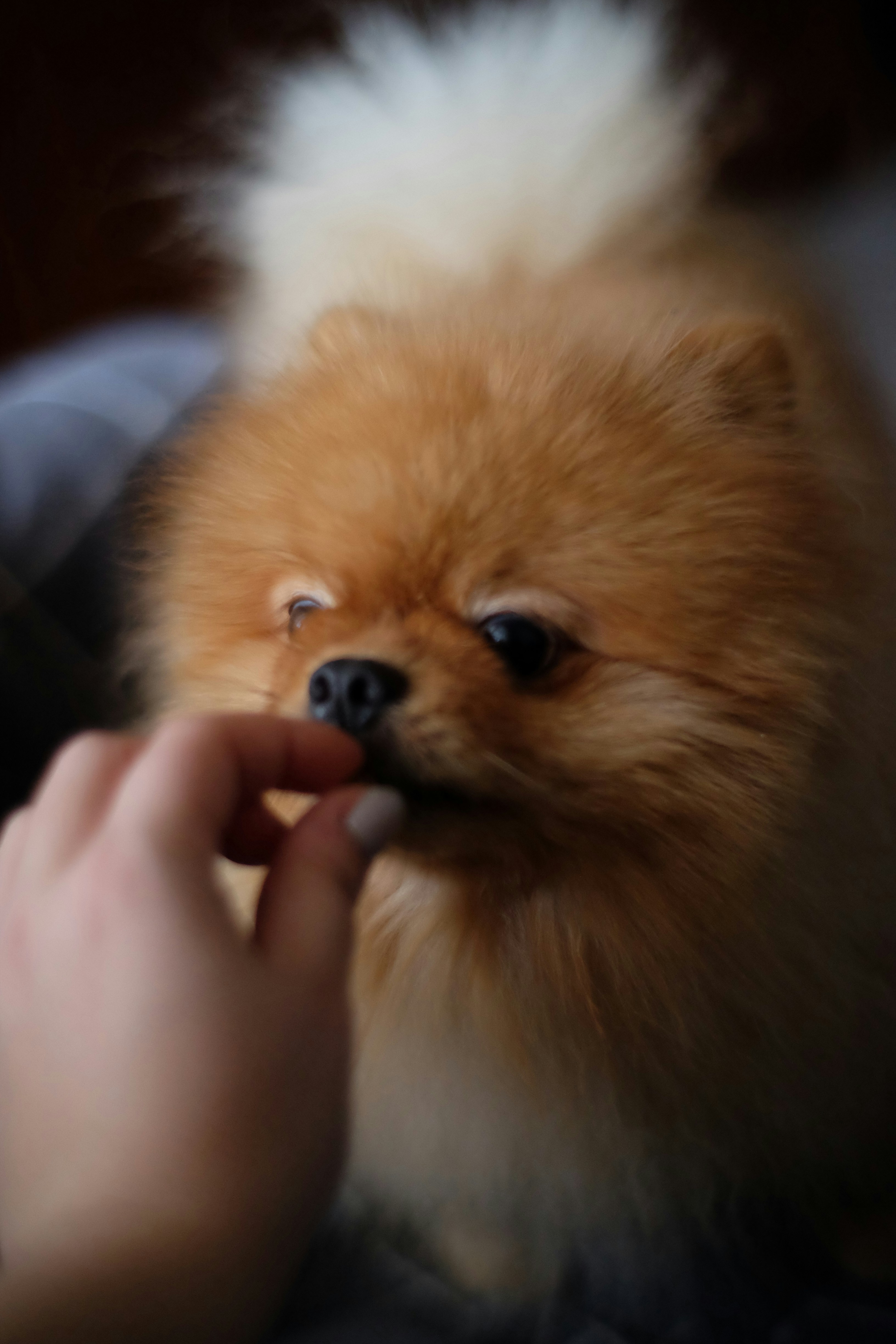 Dog curiously sniffing a new treat