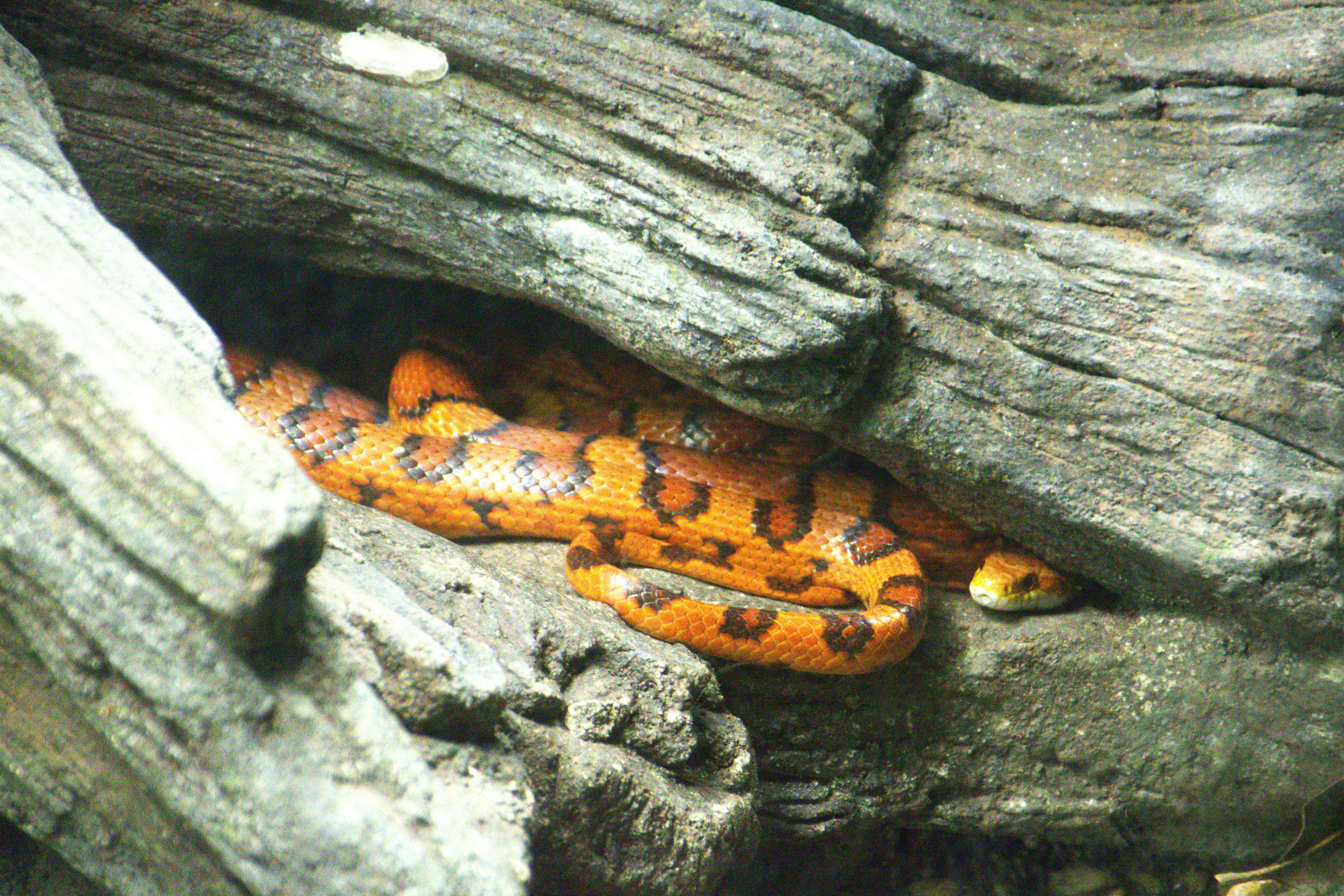 A large orange and black snake on a tree branch