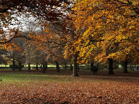 A park filled with lots of trees covered in leaves