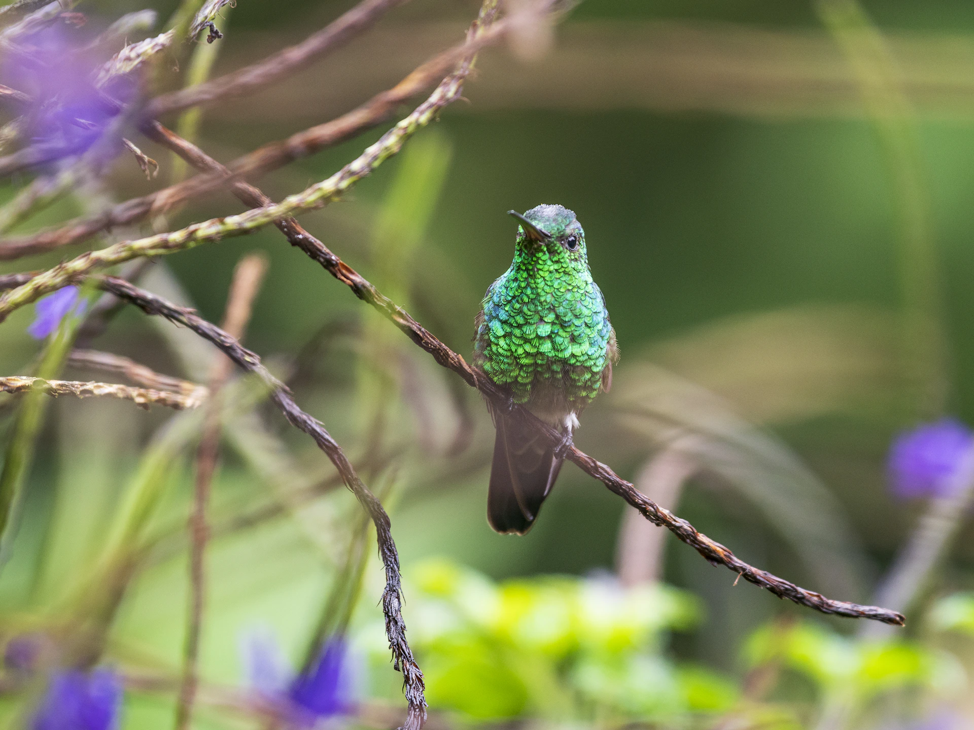 A small green bird sitting on a branch