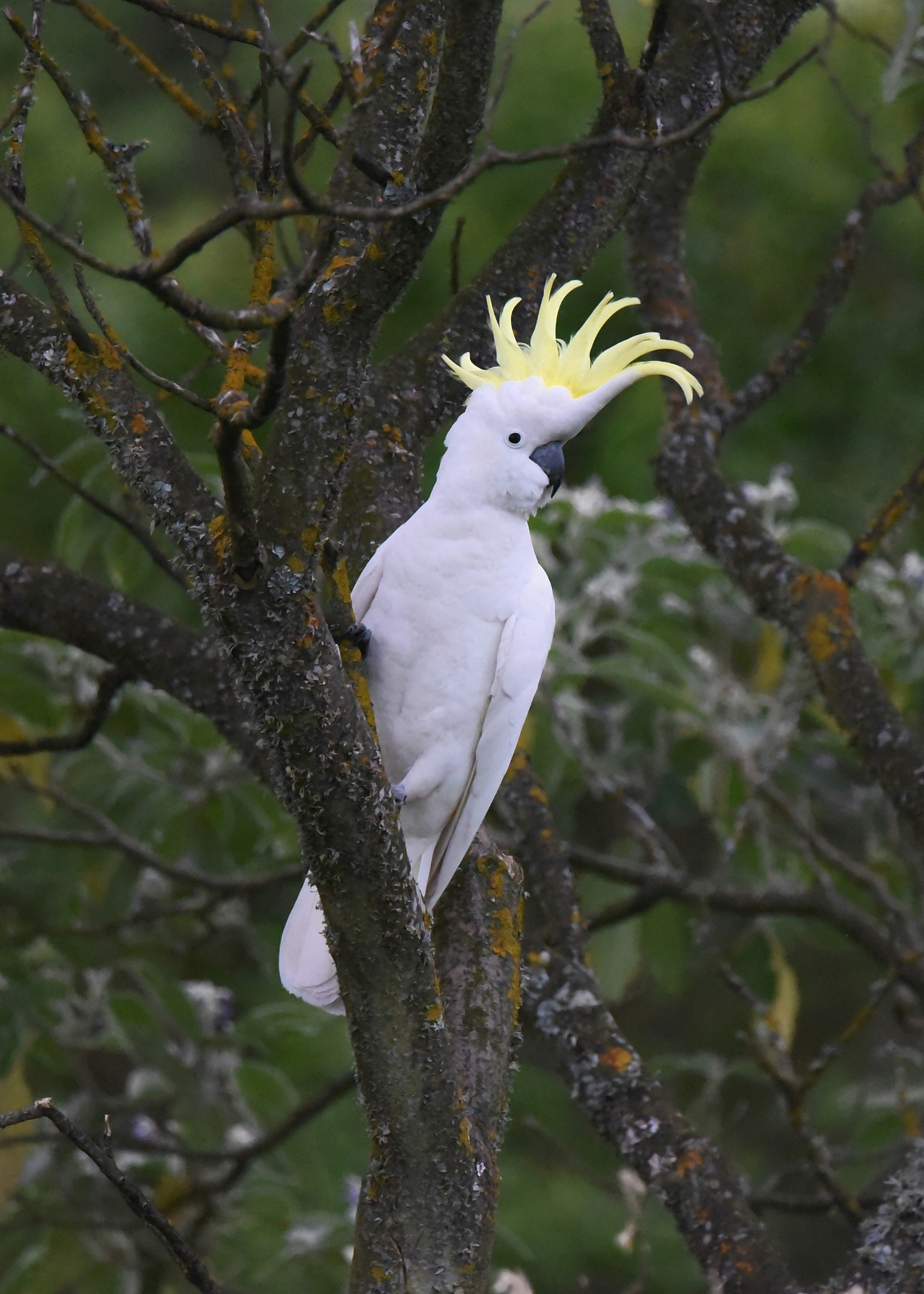 Cockatoos Atop Christmas Trees