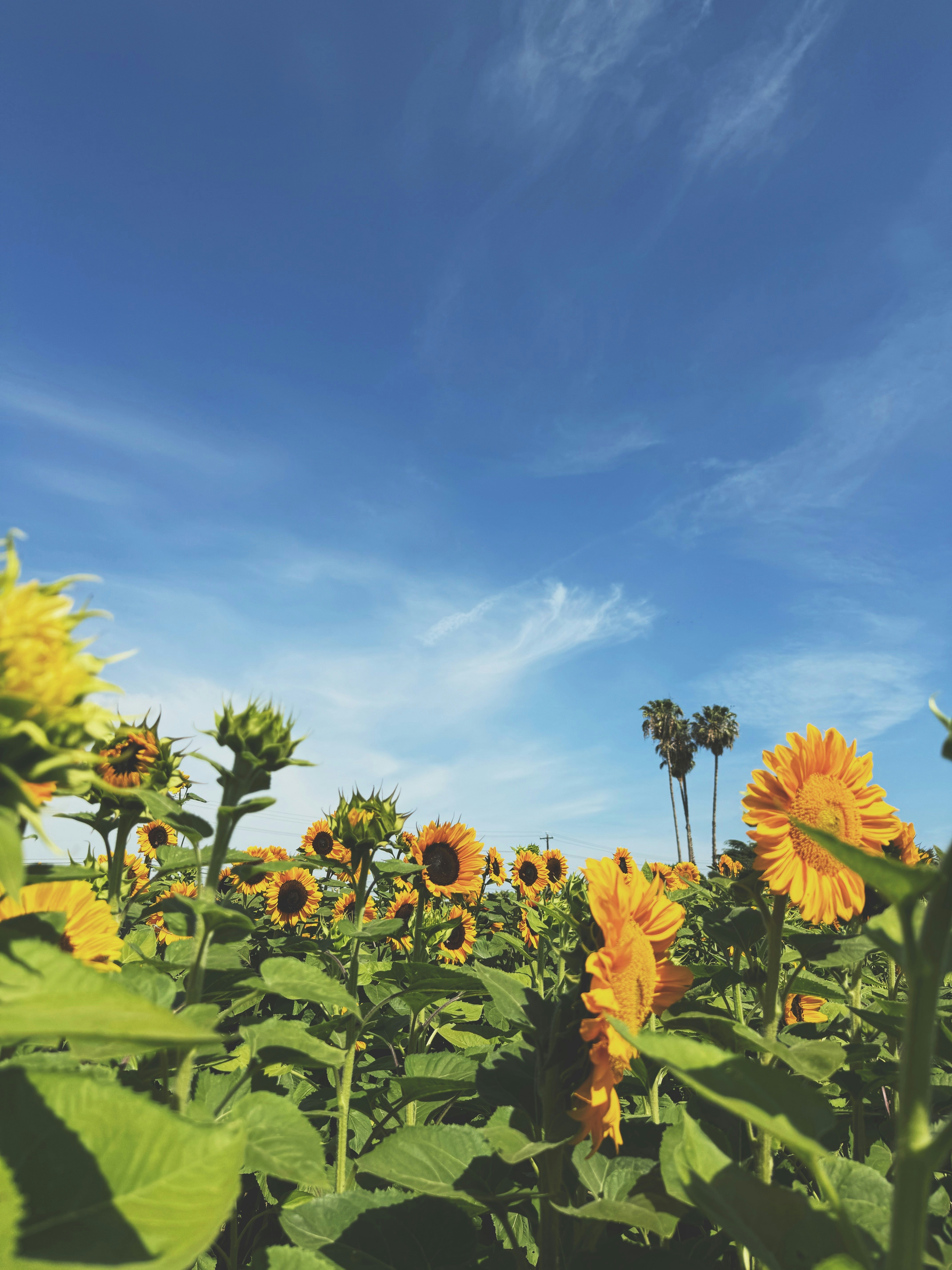 A field of sunflowers under a blue sky