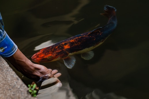 A man is holding a fish in his hand