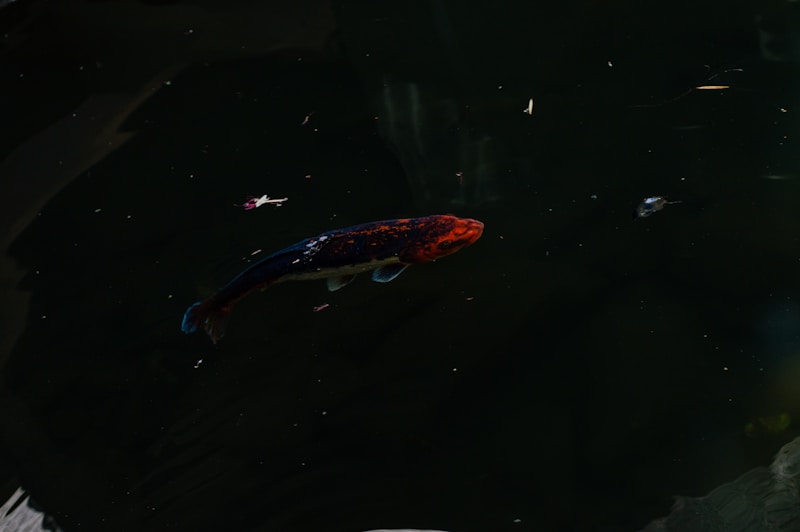 Aquatic